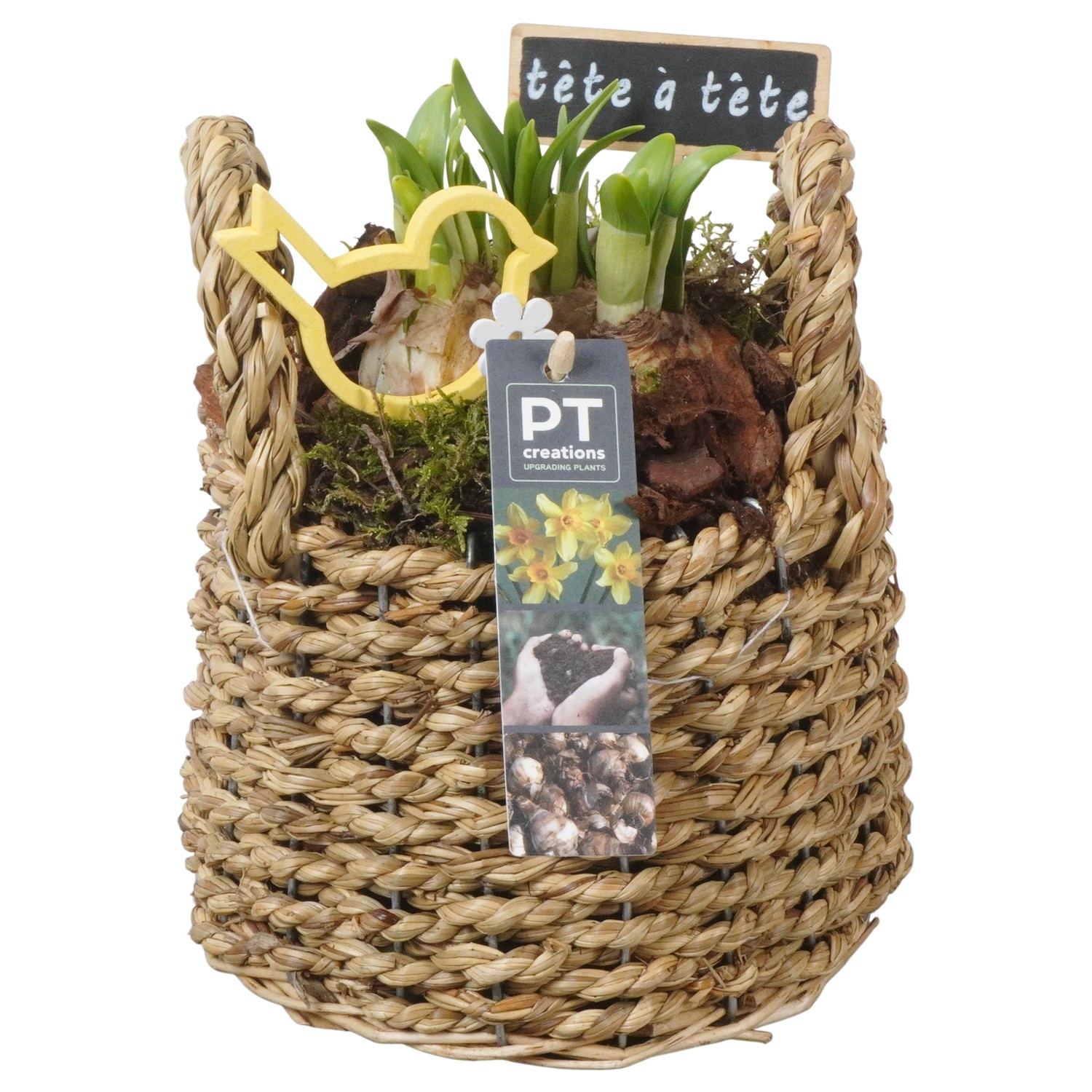 PTN8633 Arrangement Narcissus in rieten mand, D 15