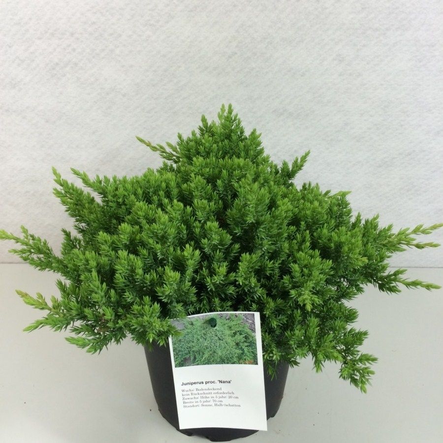 Juniperus procumbens 'Nana', D 19