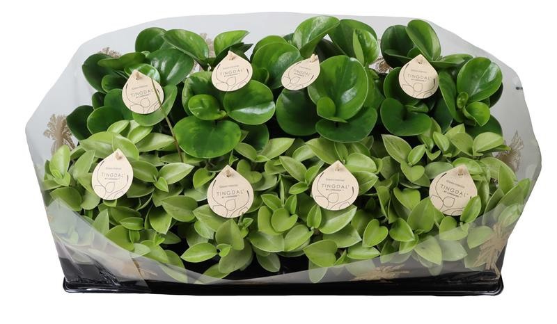 PEPEROMIA-HYBRID 'MIX 6533812', D 12