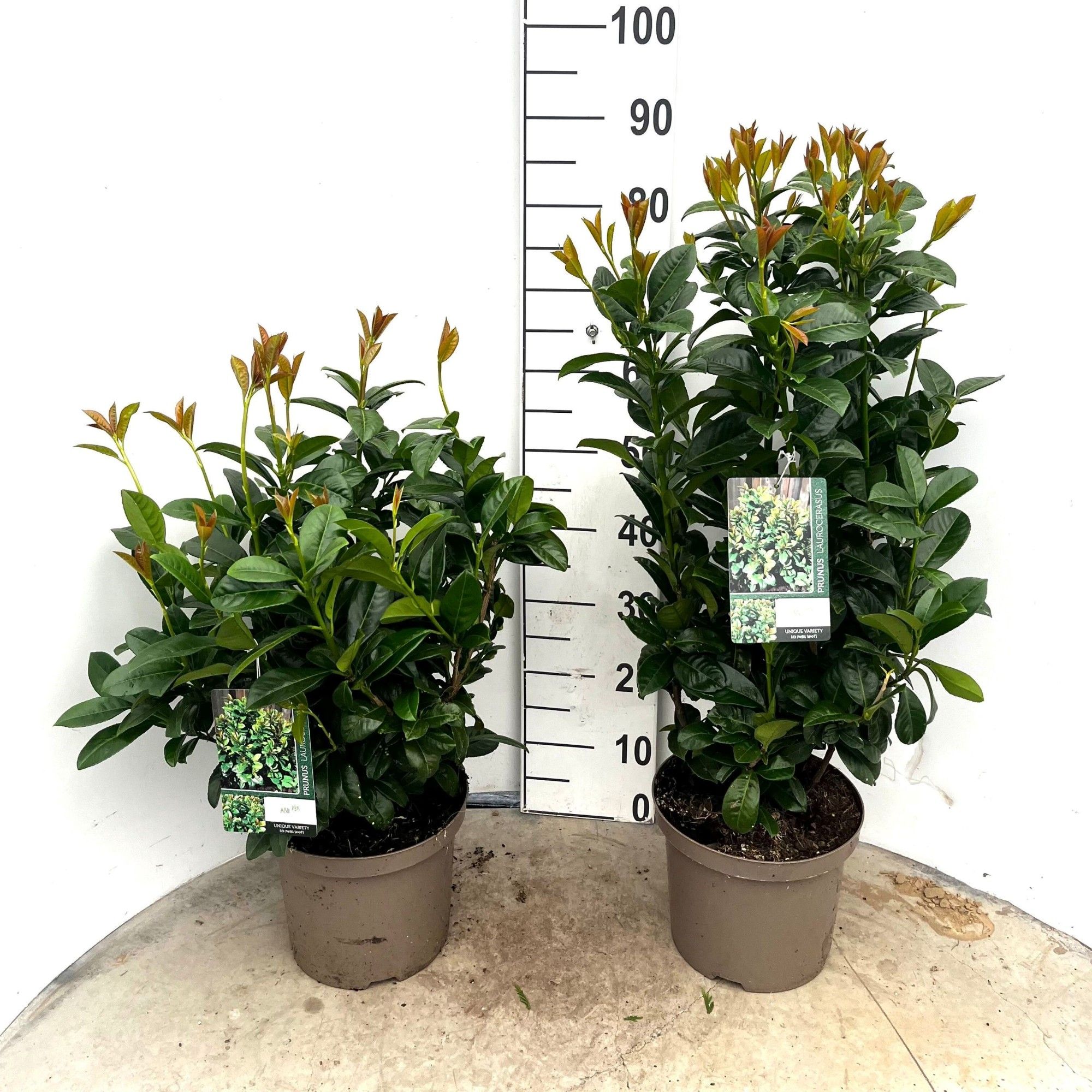 567 VPK : Pot 23 cm Prunus Laurocerasus ANI - hoogte 40-60, D 23