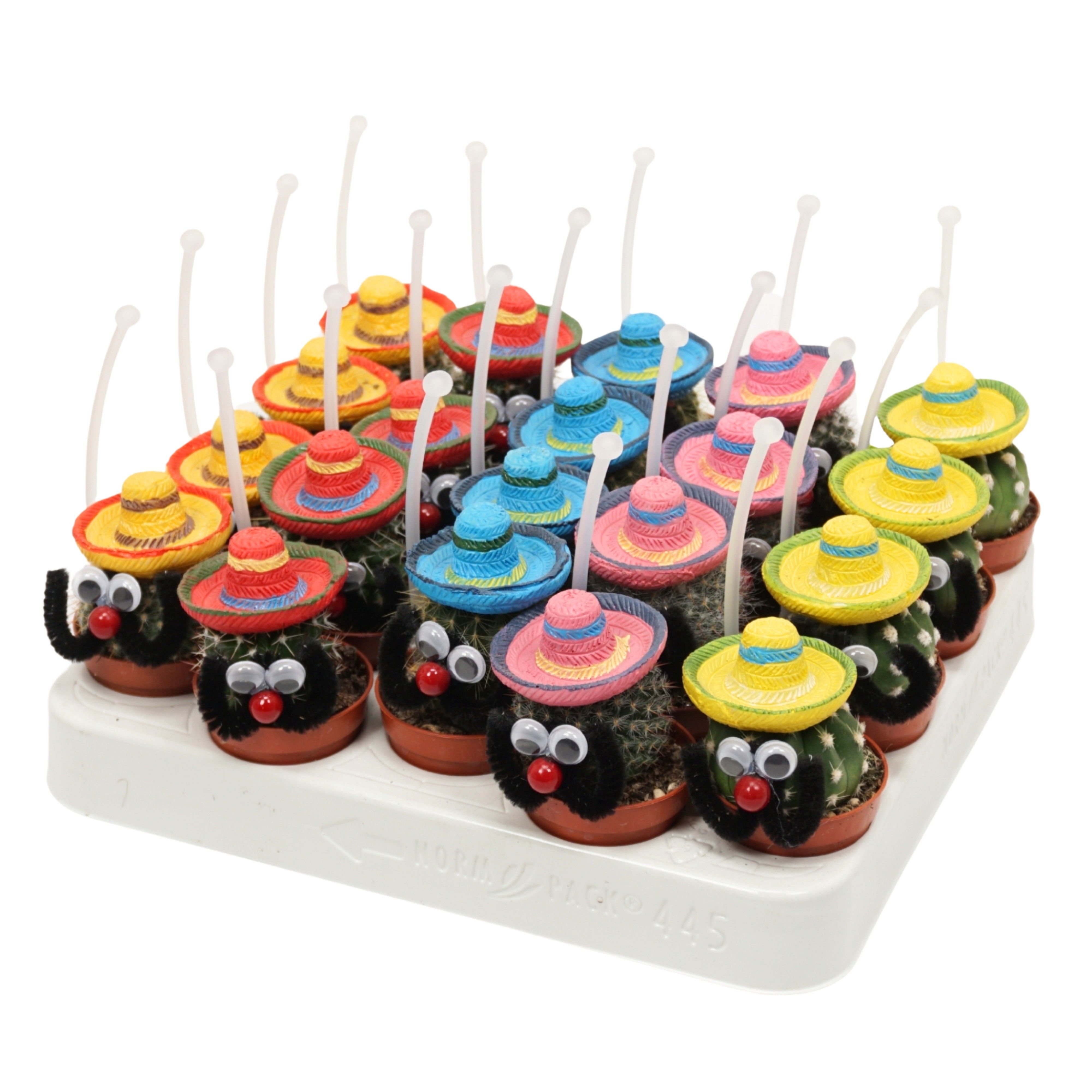 Mexicaanse mannetje cactus 5,5 cm met picker, D 5,5