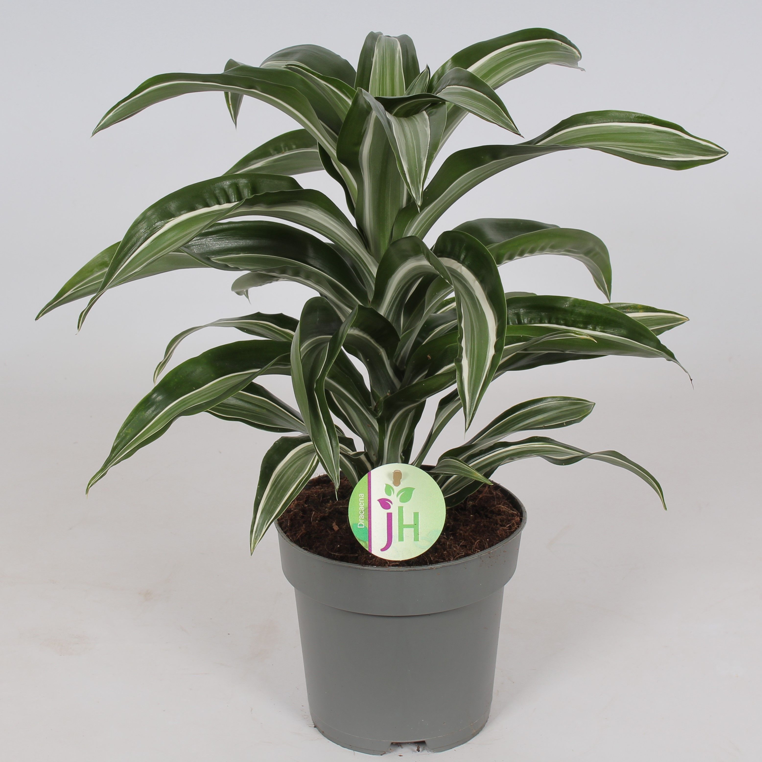 Dracaena 'Jade Jewel', D 17