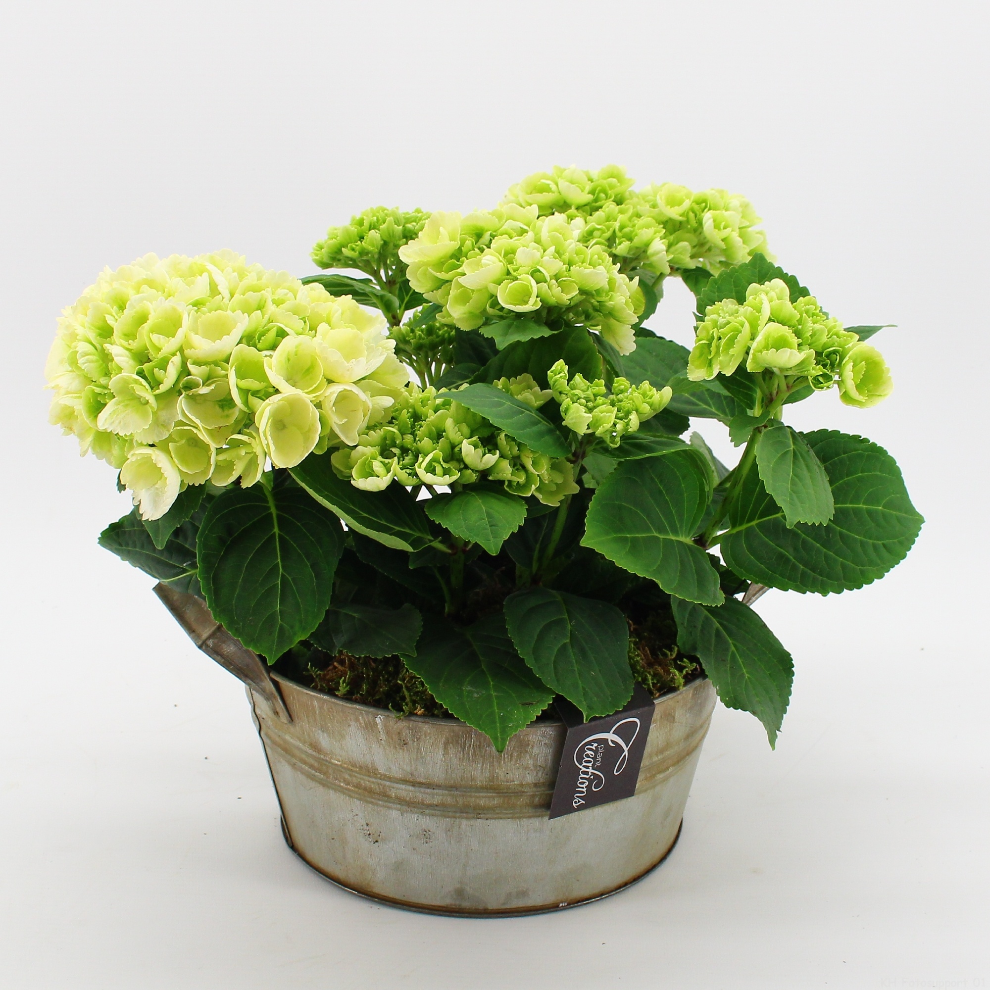 KHCR-2614W Hydrangea creations, D 23