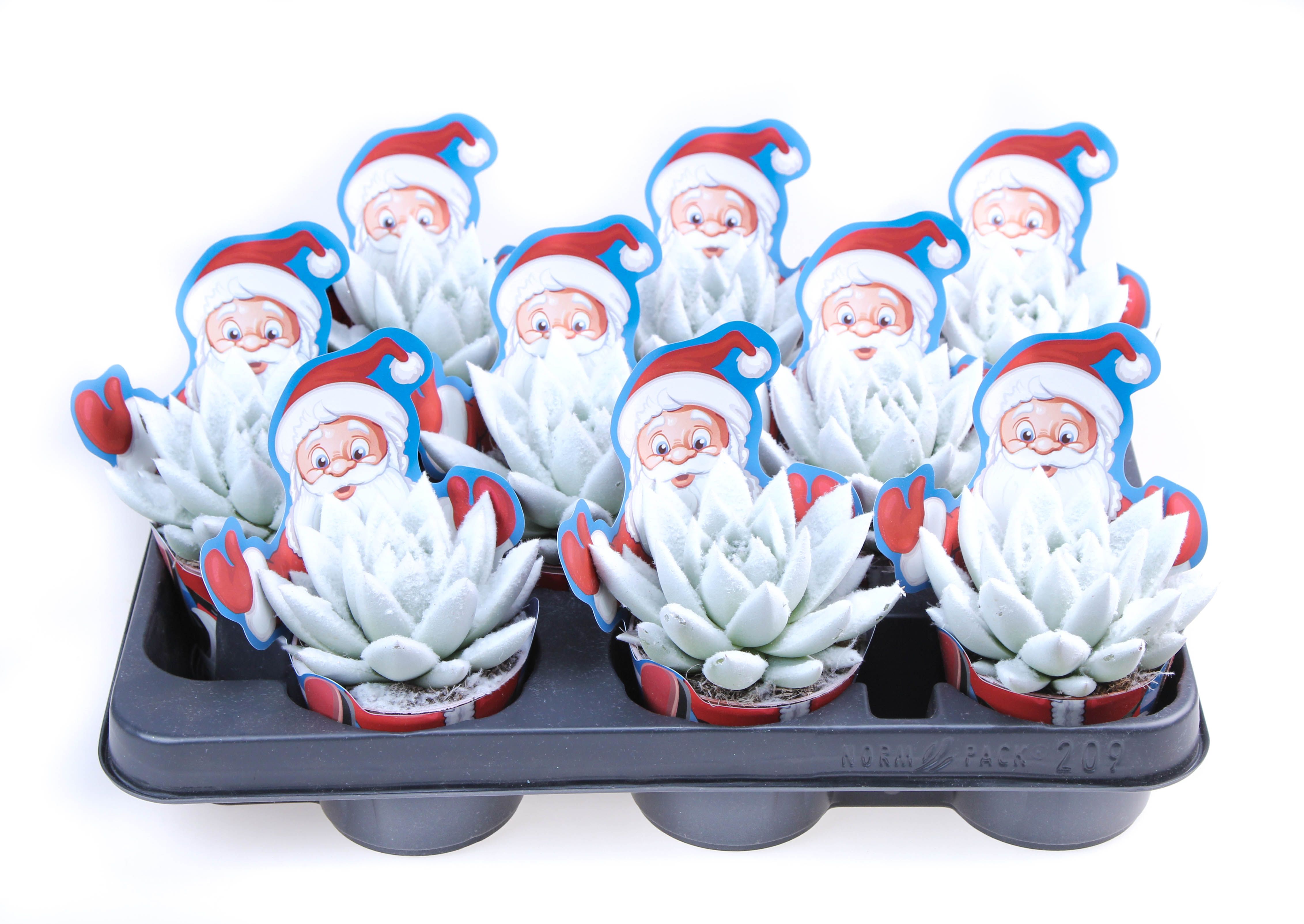 Potcover santaclaus Velvet white, D 8,5