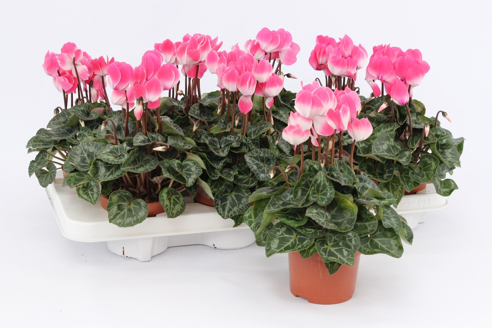 Cyclamen Indiaka Salmon, D 10,5