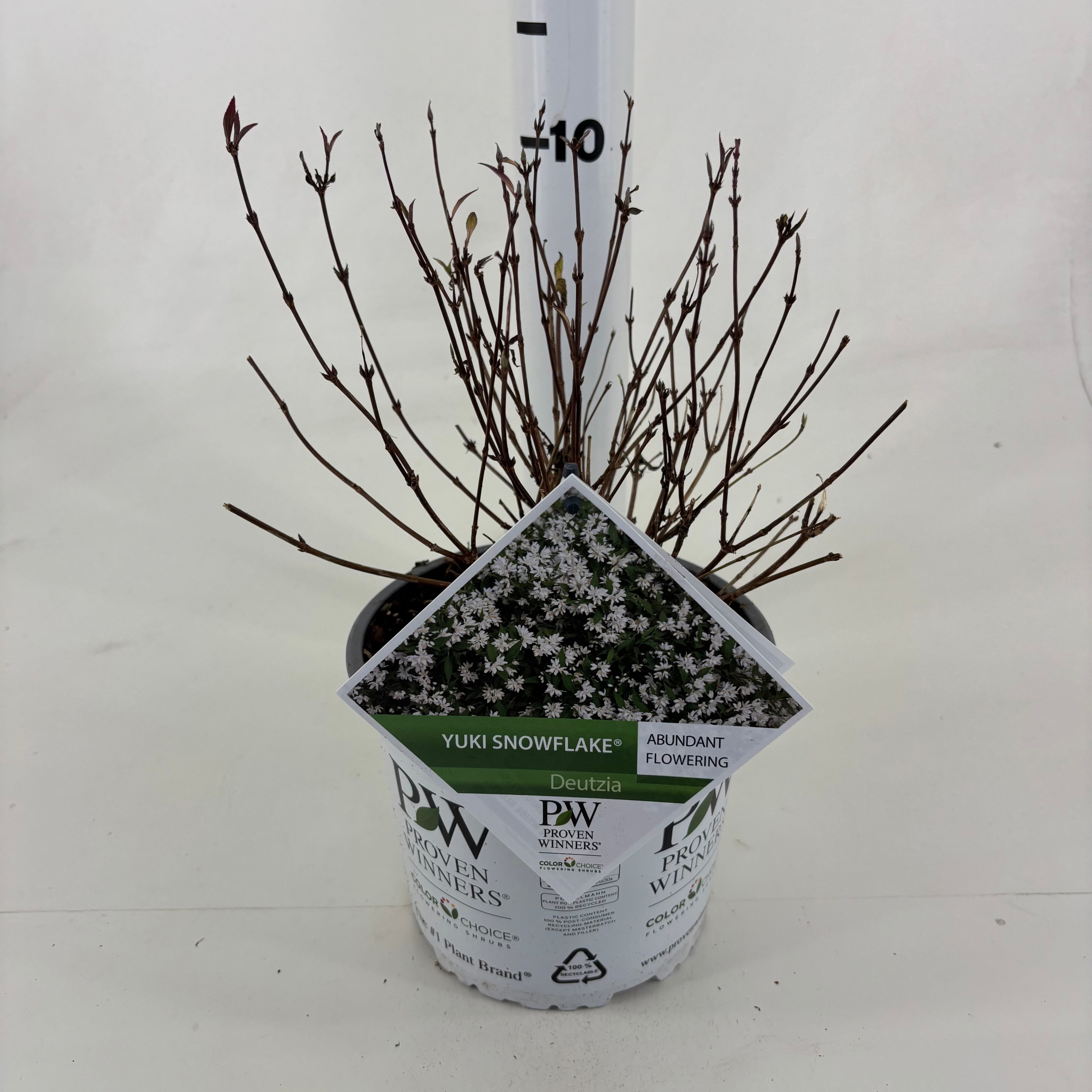 Deutzia 'NCDX1' Yuki Snowflake ®, D 19