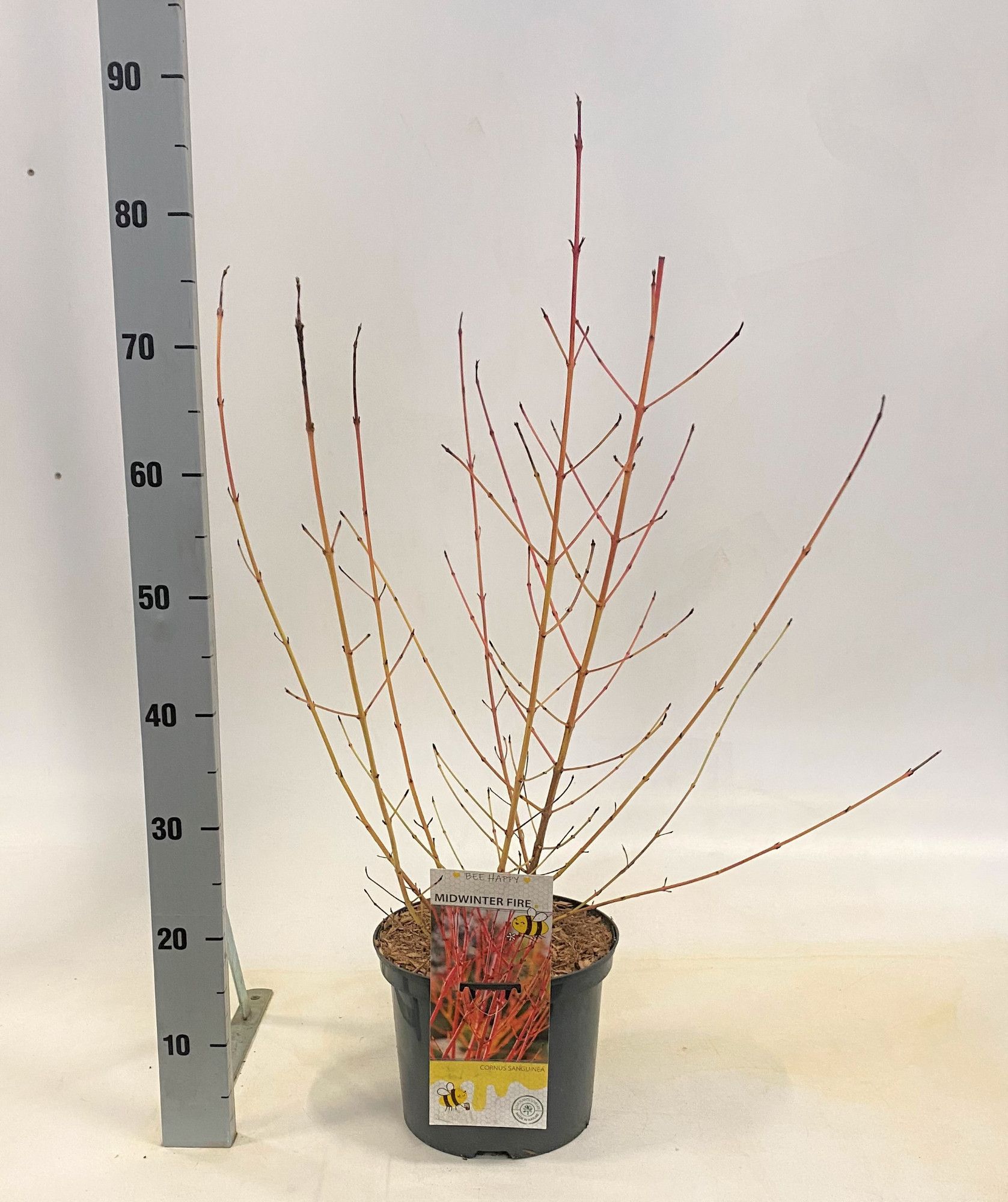 Cornus Midwinter Fire, D 23
