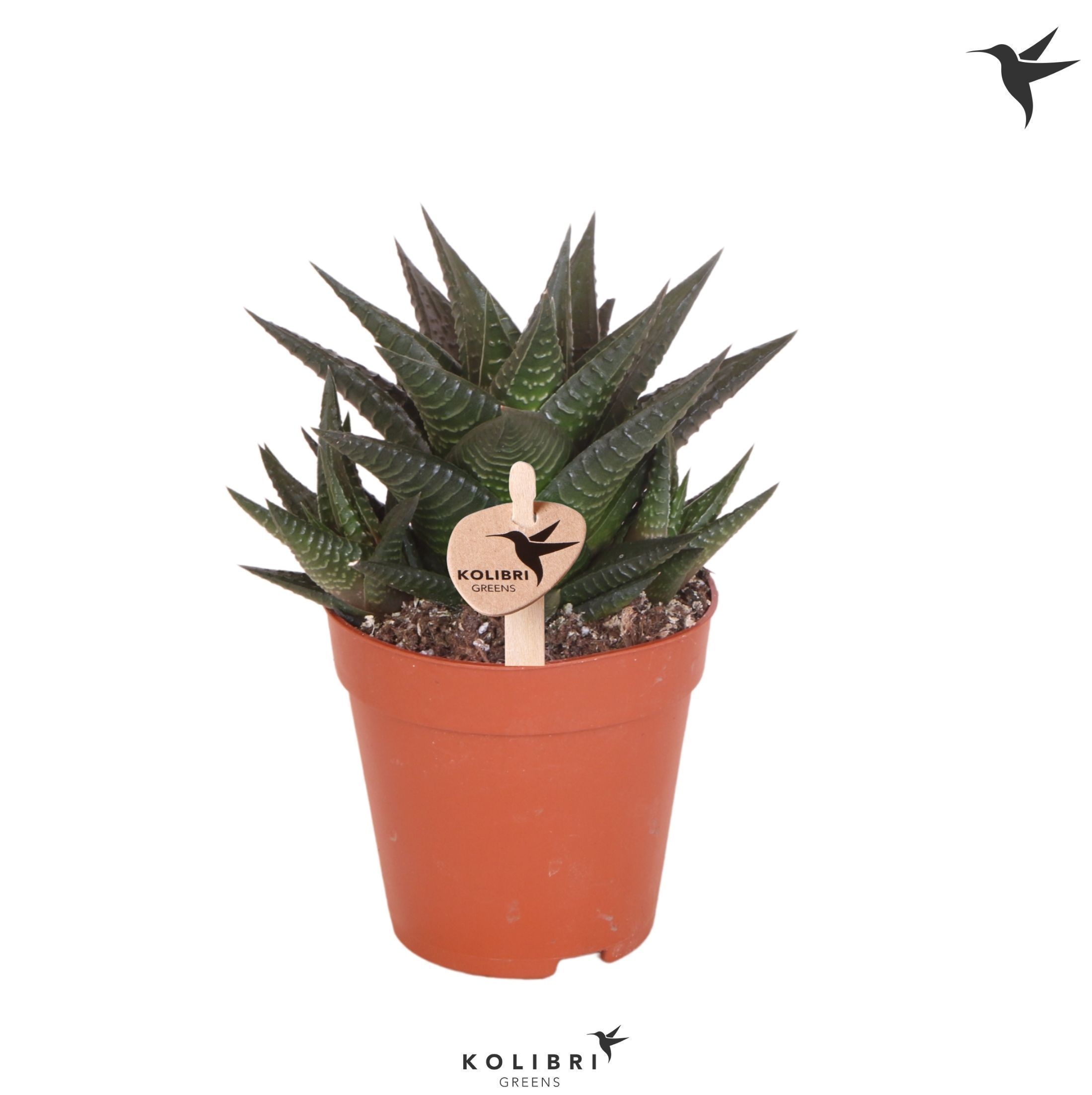 Kolibri Greens Succulenten Haworthia Limifolia, D 9