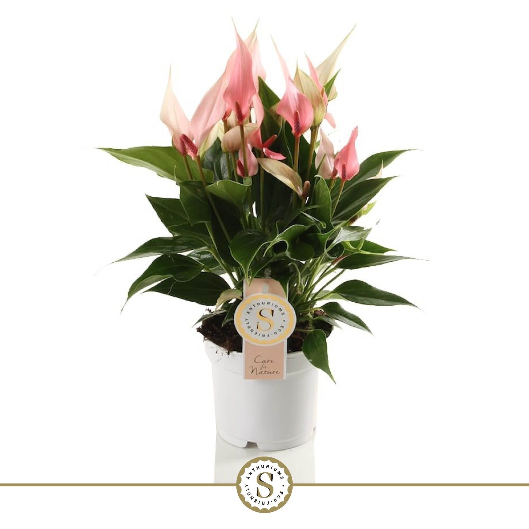 Lilli 12cm in Ecobox, D 12