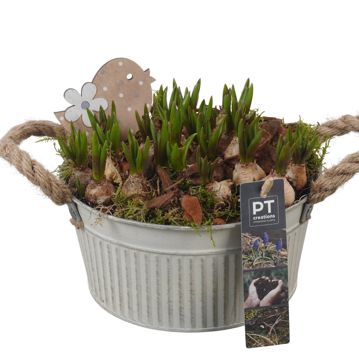 PTMB6172 Arrangement Muscari Blue in zink sierpot, D 19