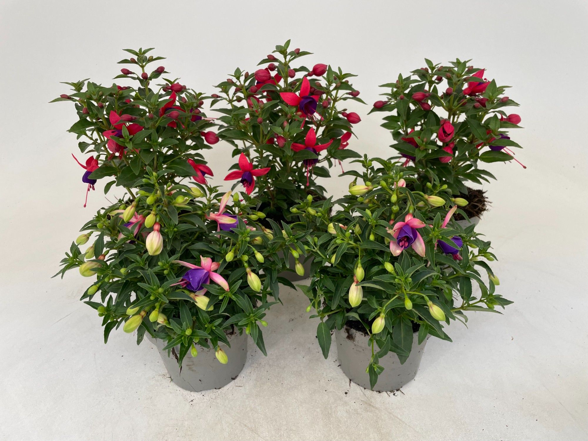 Fuchsia Ballerina gemengd, D 12