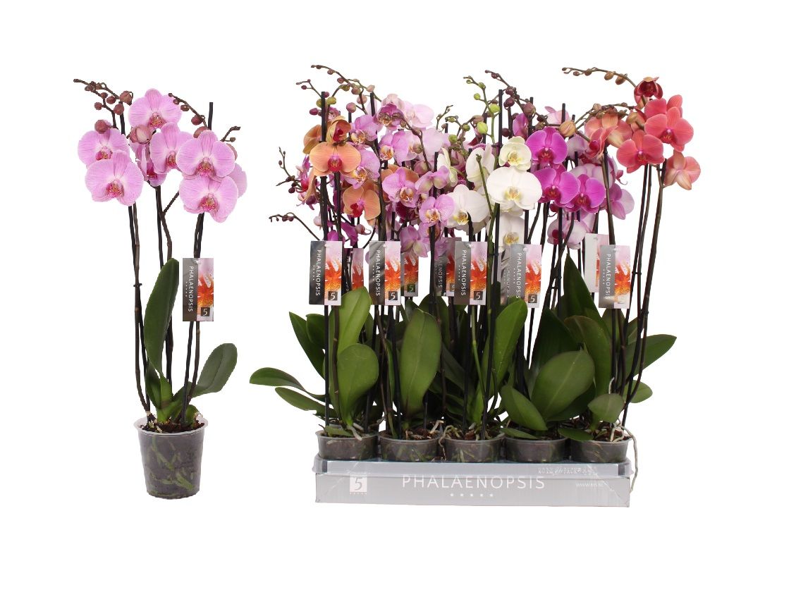 Phalaenopsis 8 color mix, 3-spike 22+, D 12