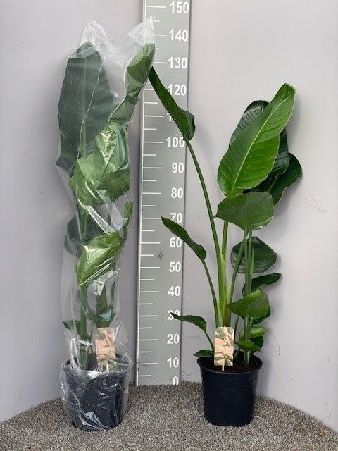 Strelitzia Nicolai 2pp, D 24