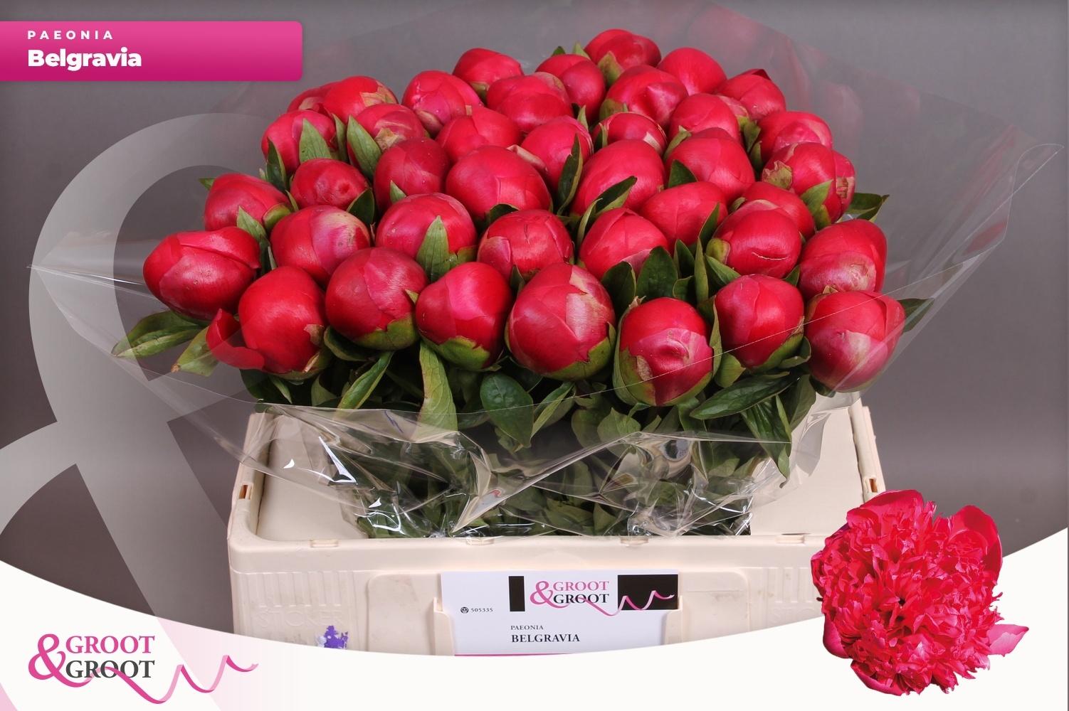 Пион Белгравиа 55, шт.