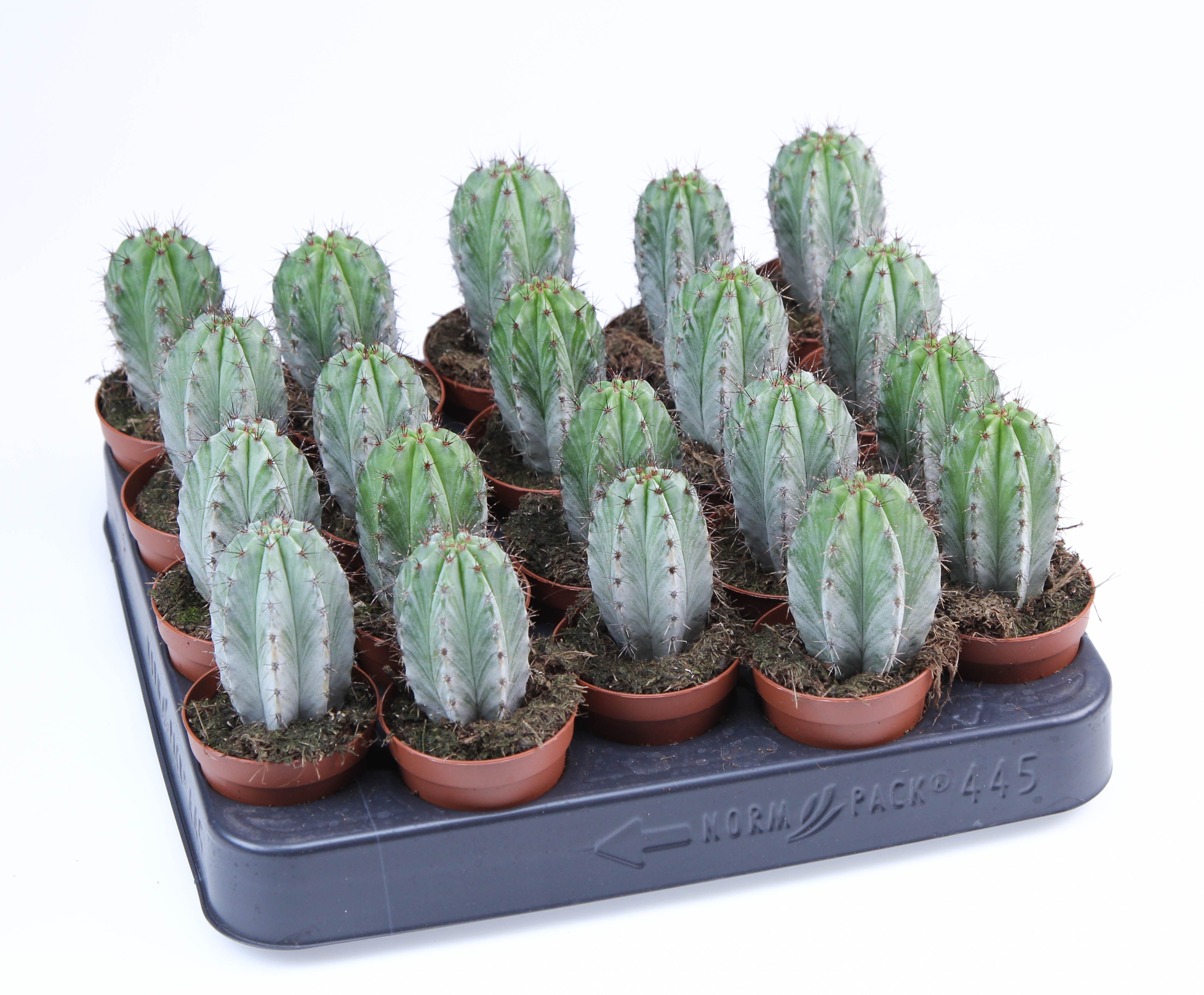 Polaskia chichipe E, D 5,5