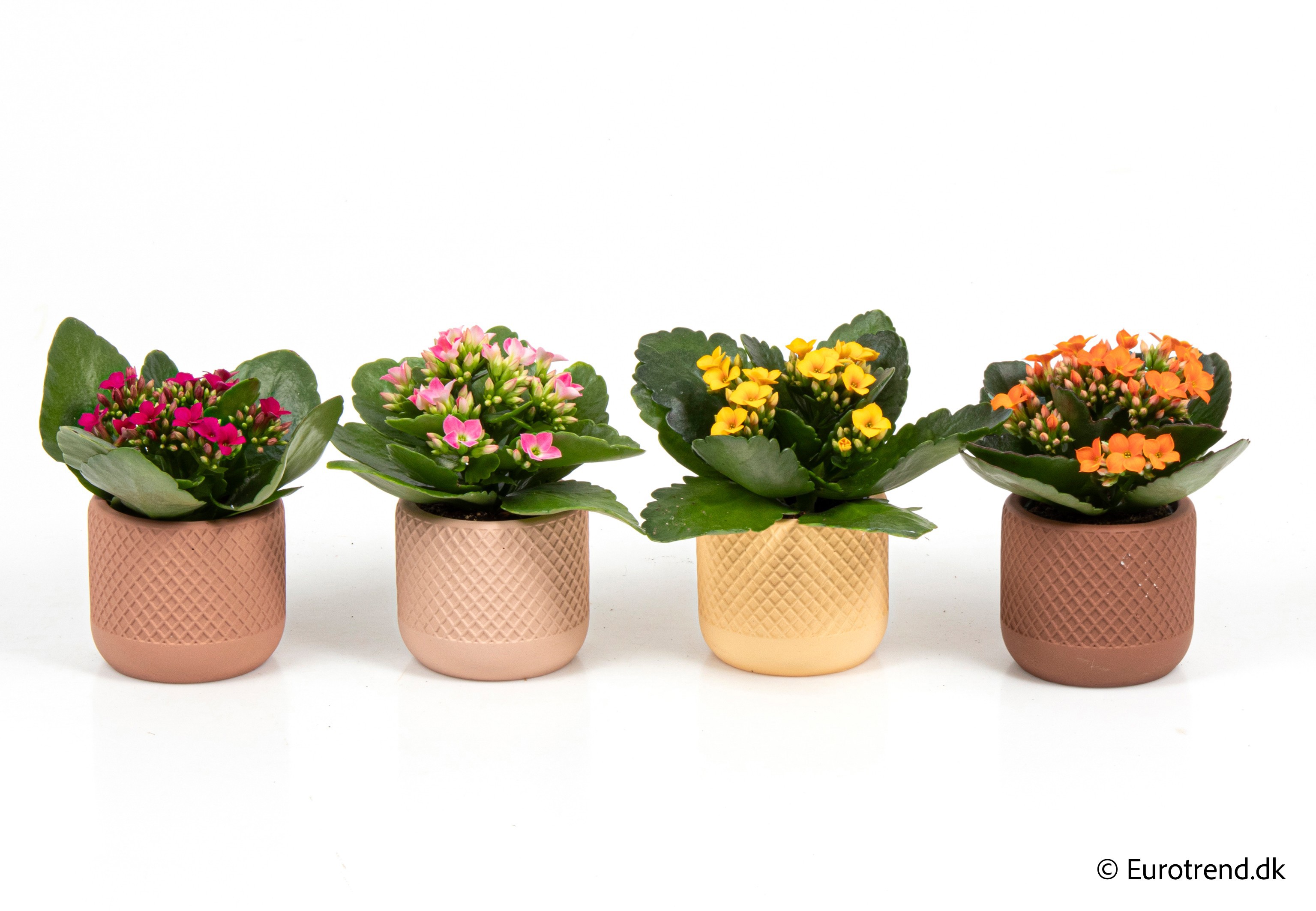 Kalanchoe in New Look ceramic 2026, D 6
