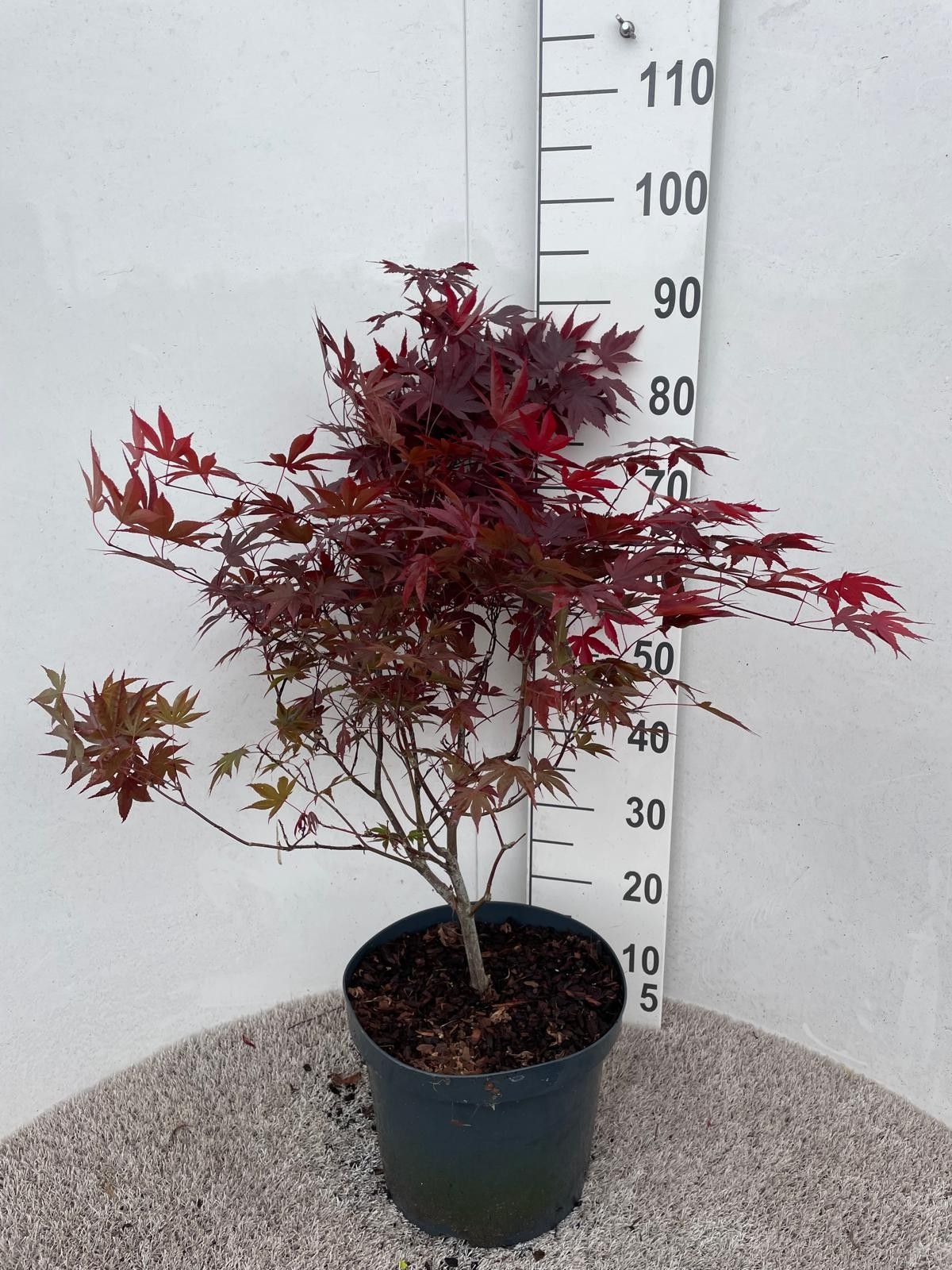 Acer palm. Atropurpureum 60-80 P26, D 26