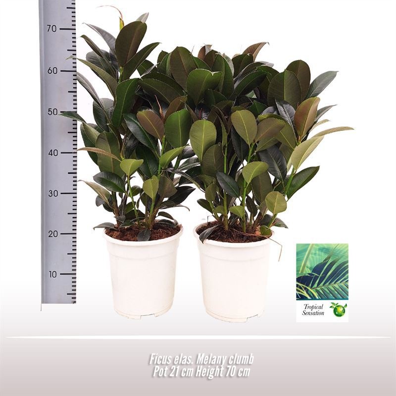 Ficus elas. Melany clumb, D 21