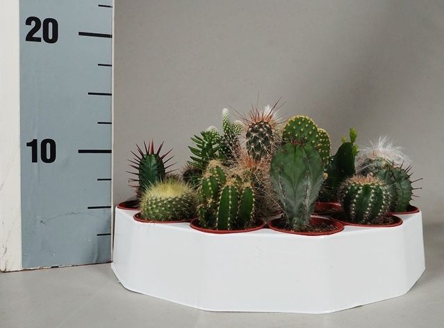 Cactus 5,5 cm in ronde tray, D 5,5