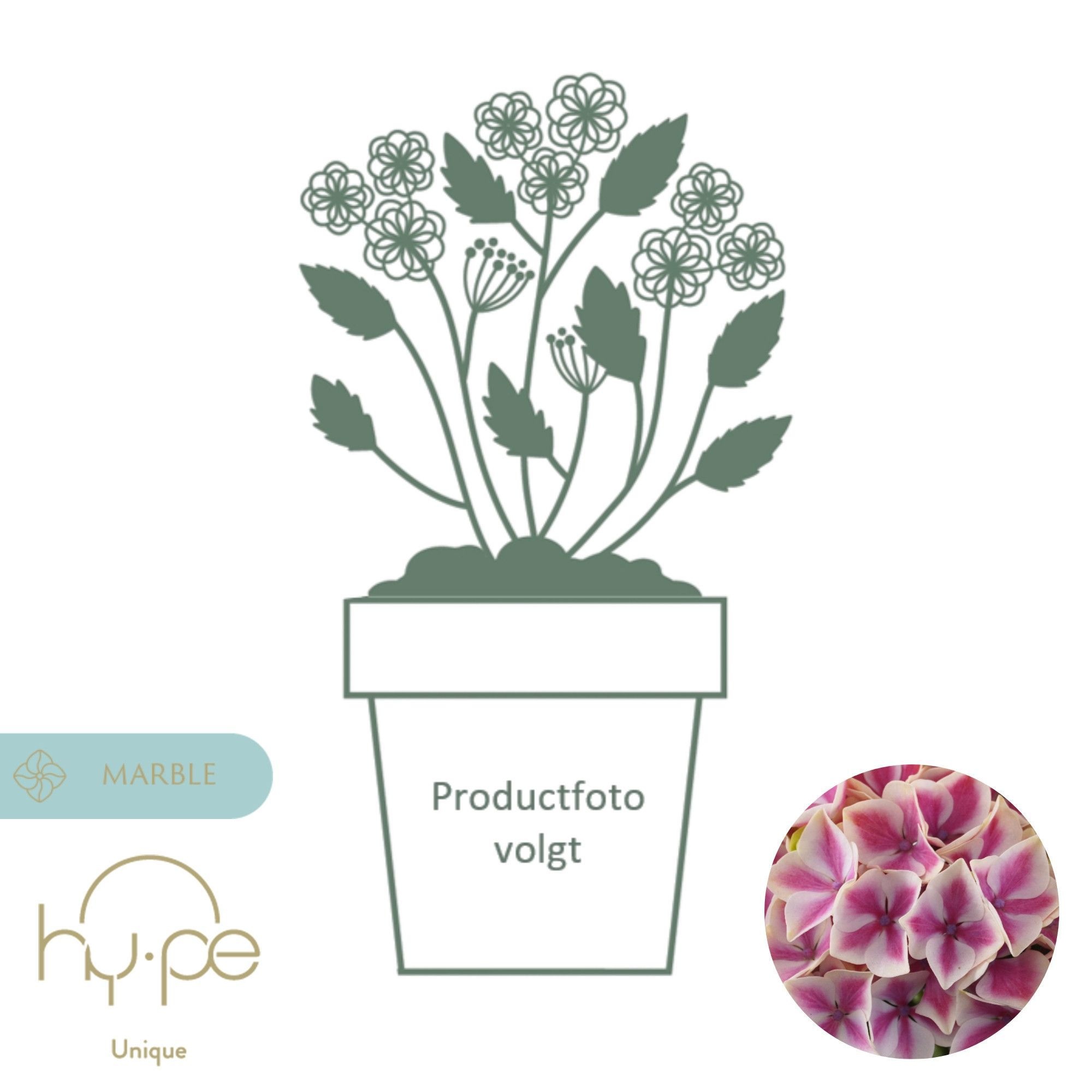 Hydrangea Diva Pink 7+ | Hy-pe Unique, D 23