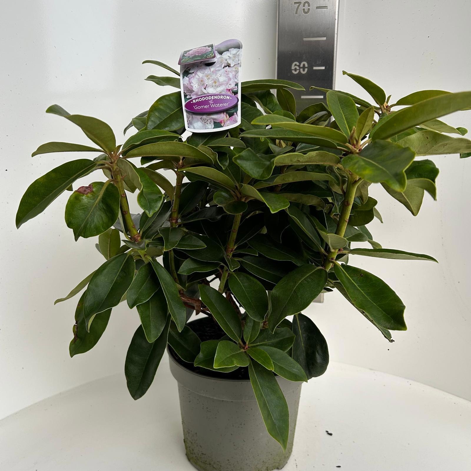 Rhododendron 'Gomer Waterer', D 23