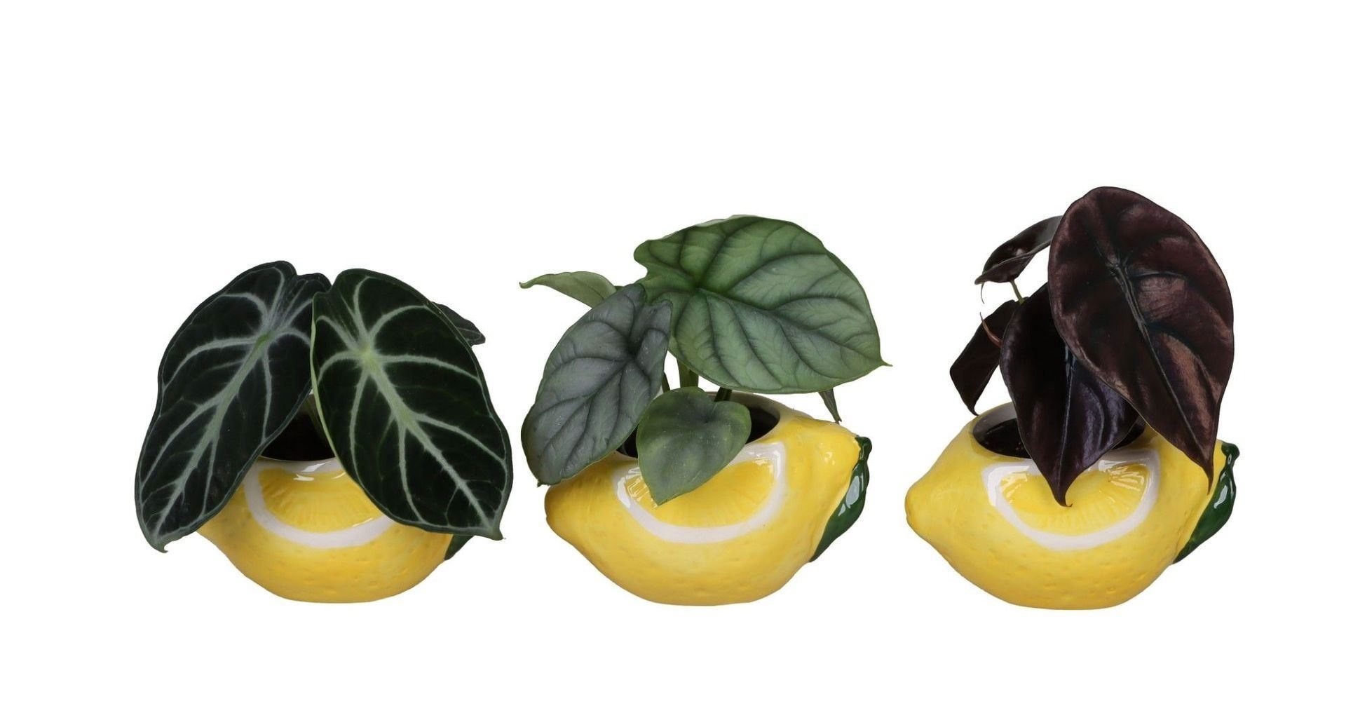 L 66707 with Alocasia Mix 6 cm, D 6