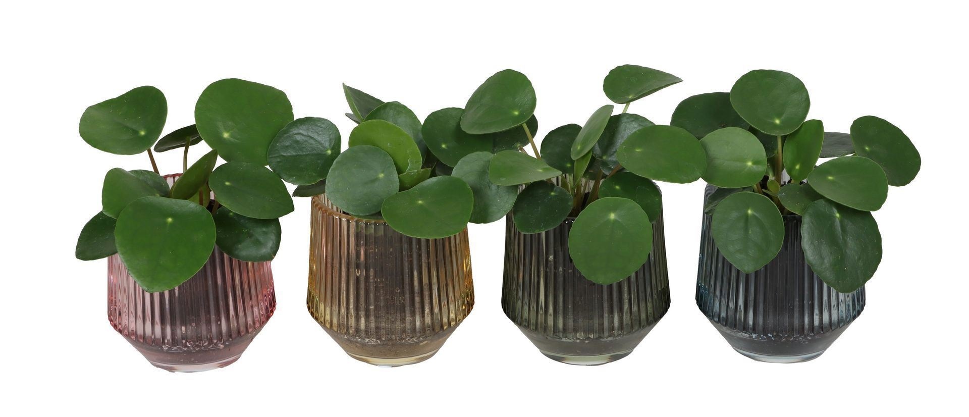 L 67407 With Pilea Peperomioides 6 cm, D 6