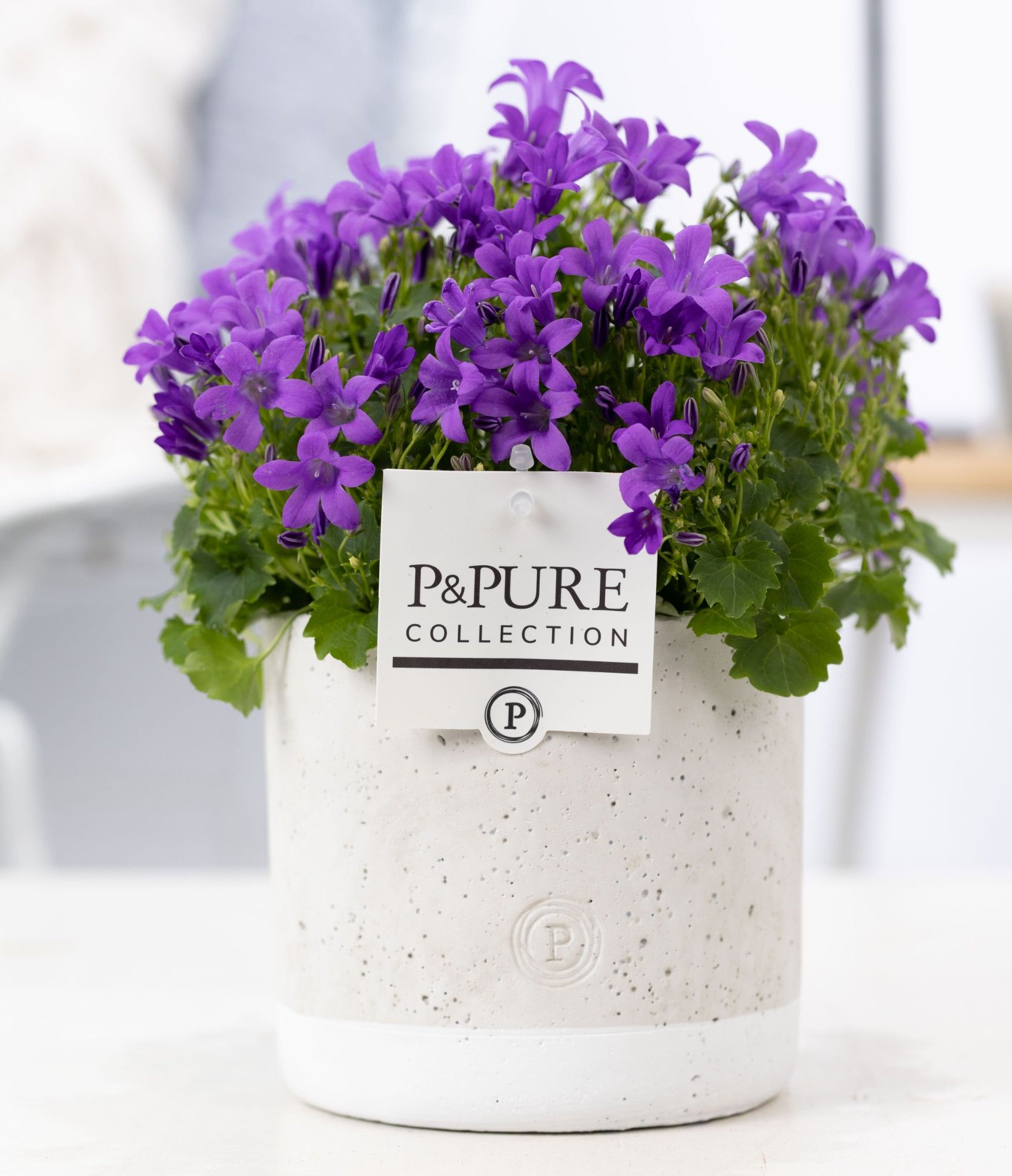 Campanula Porto LL Pure Jade, D 14