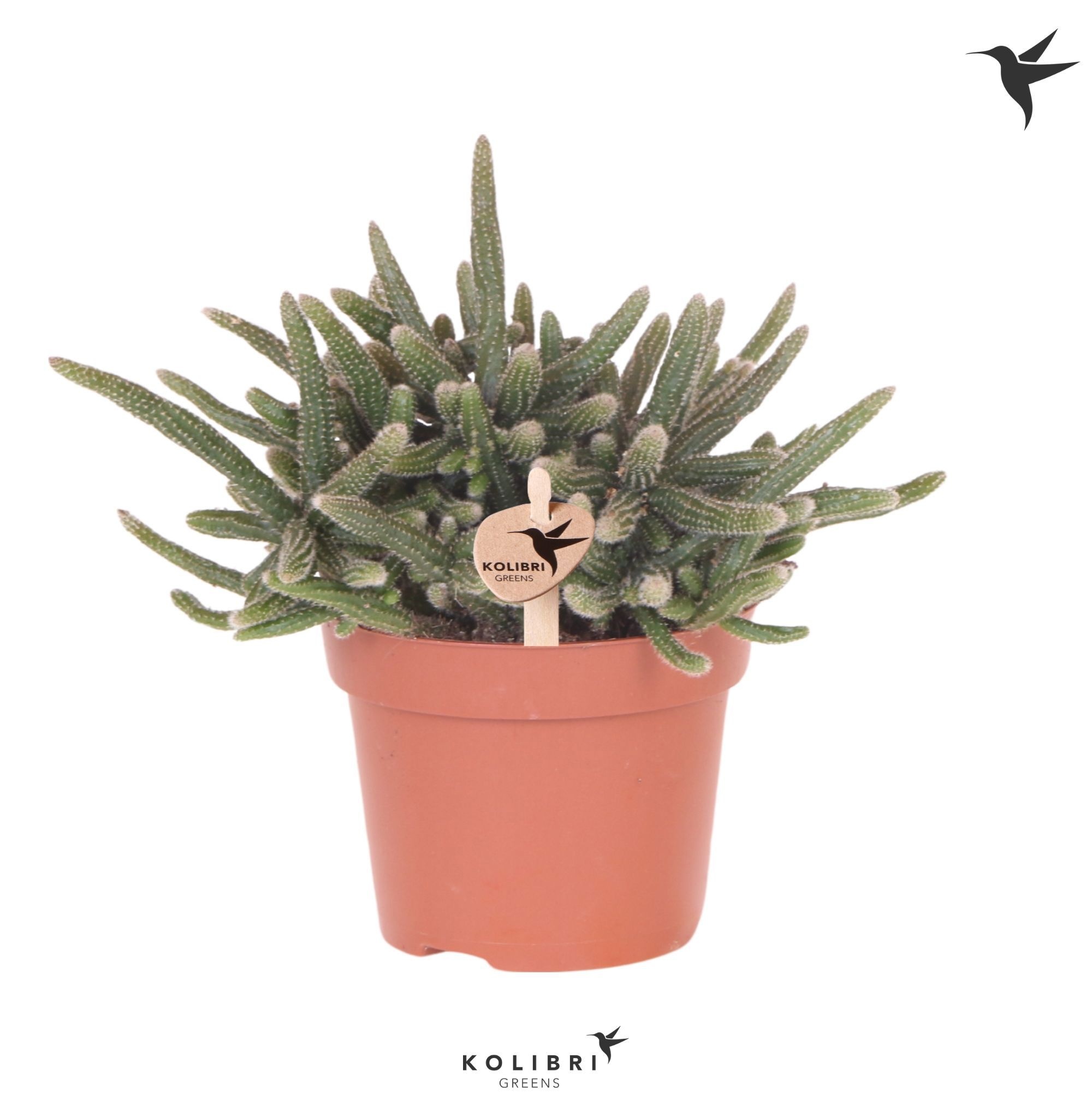 Kolibri Greens Rhipsalis Baccifera Horrida, D 12