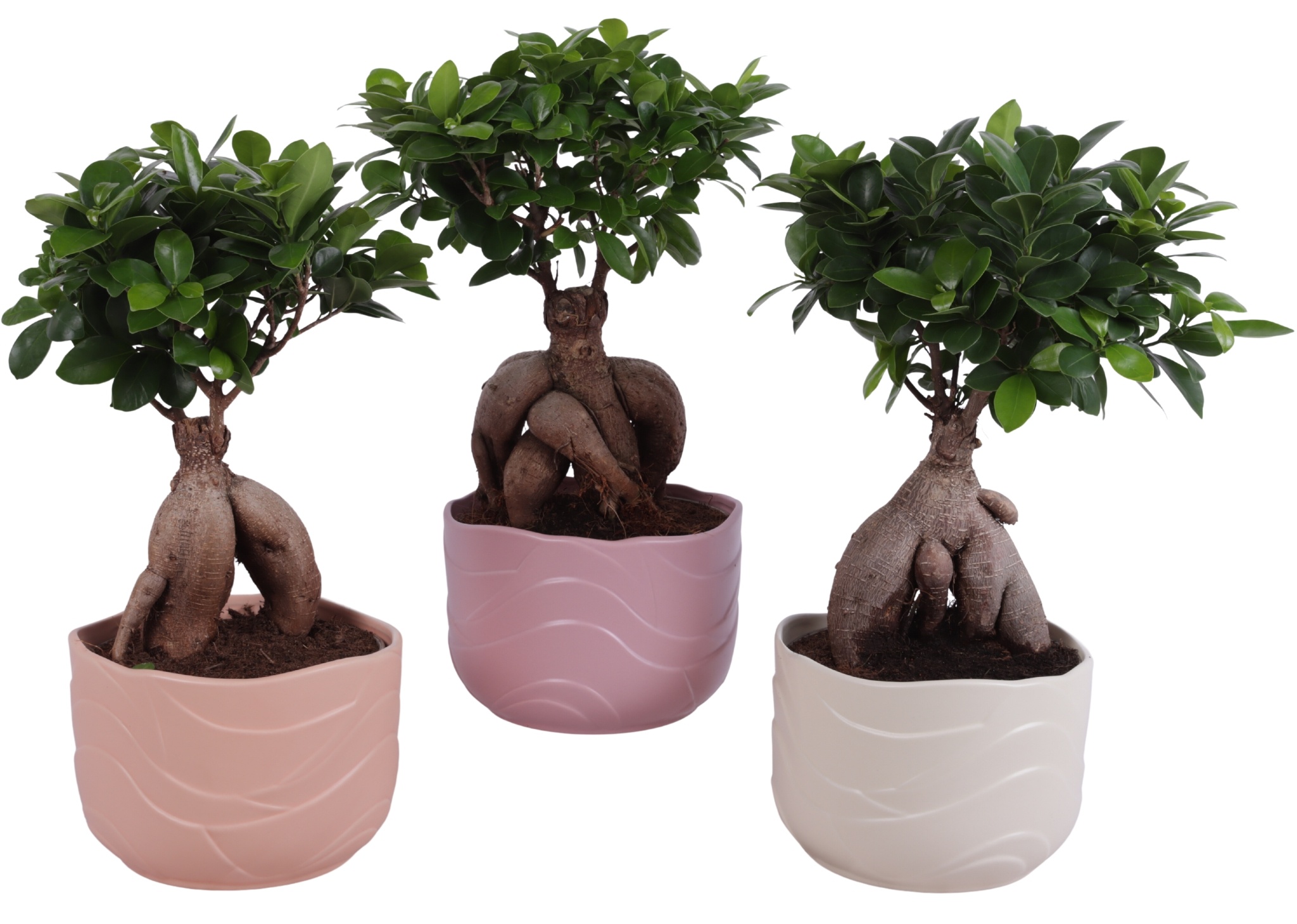 Ficus m. Ginseng Ball Shape Ø18cm in Ø20cm Ceramic SE660, D 20