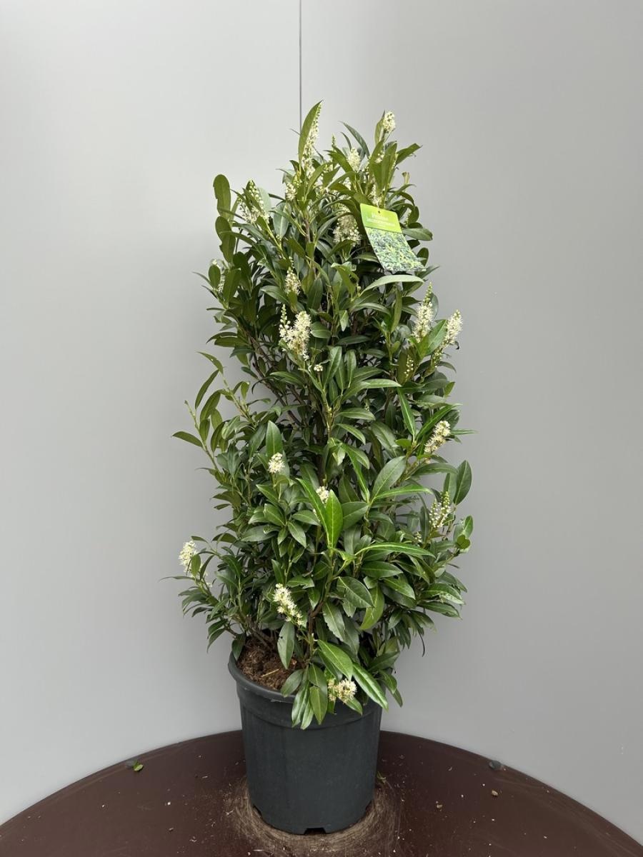 Prunus l. 'Herbergii', D 32