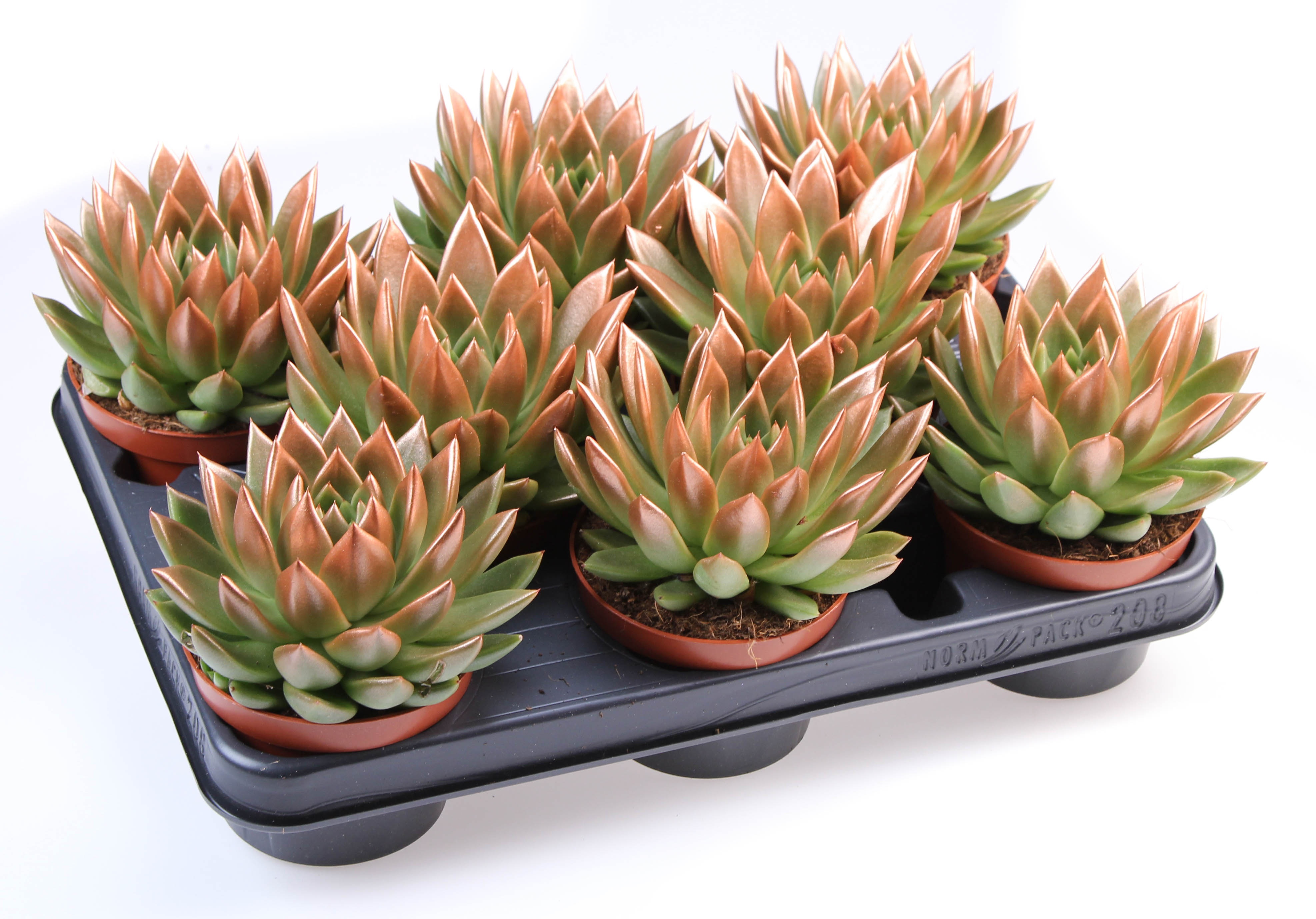 Miranda bronze tips, D 10,5