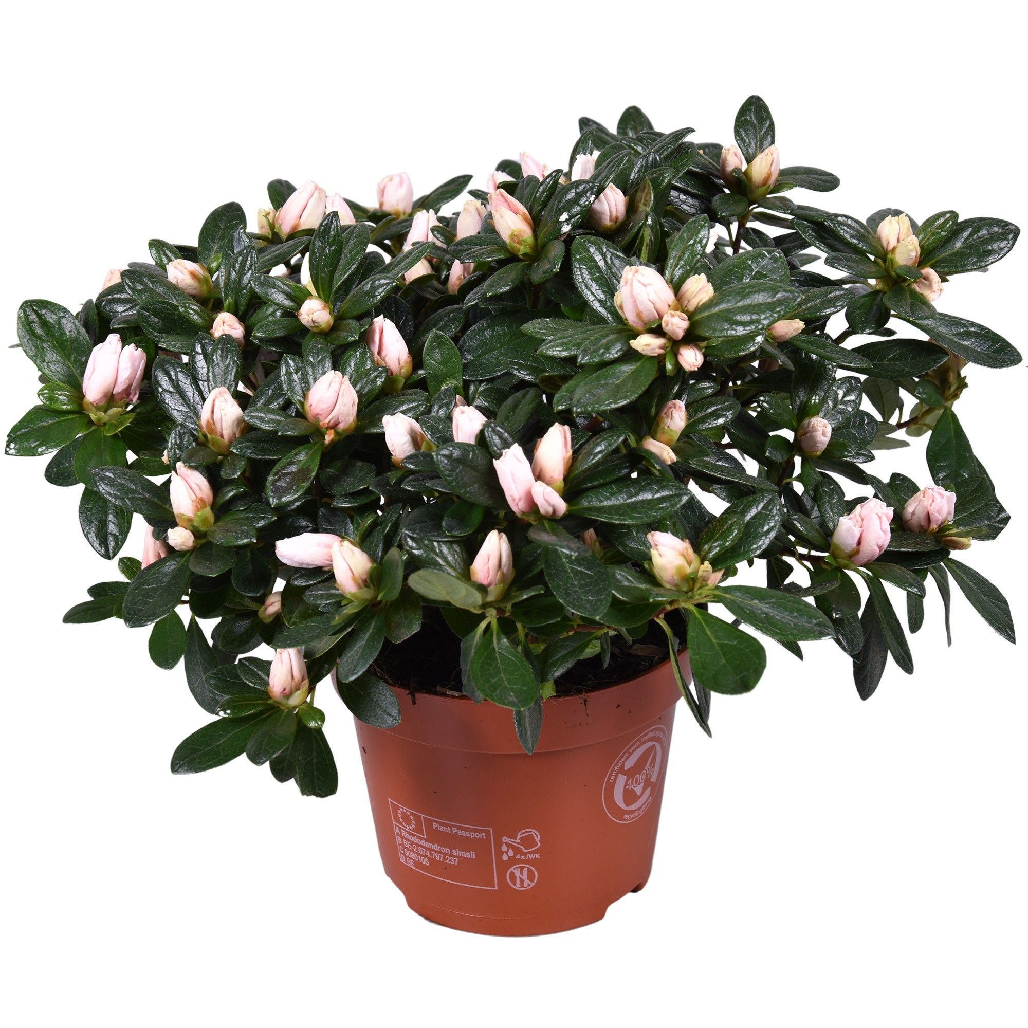 Azalea'Oase'de'Lo'licht'roze, D 13