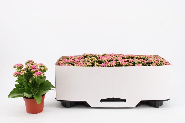 Kalanchoe Double Pink, in kraag, D 10,5