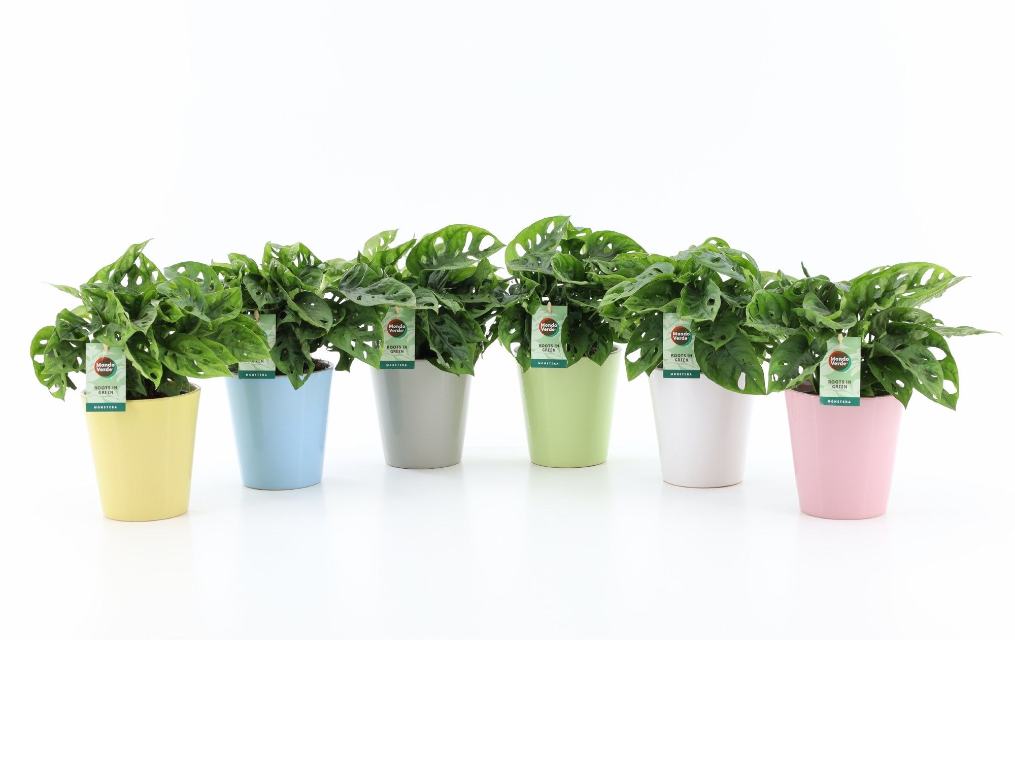 Monstera Adansonii in Pastel keramiek, D 13