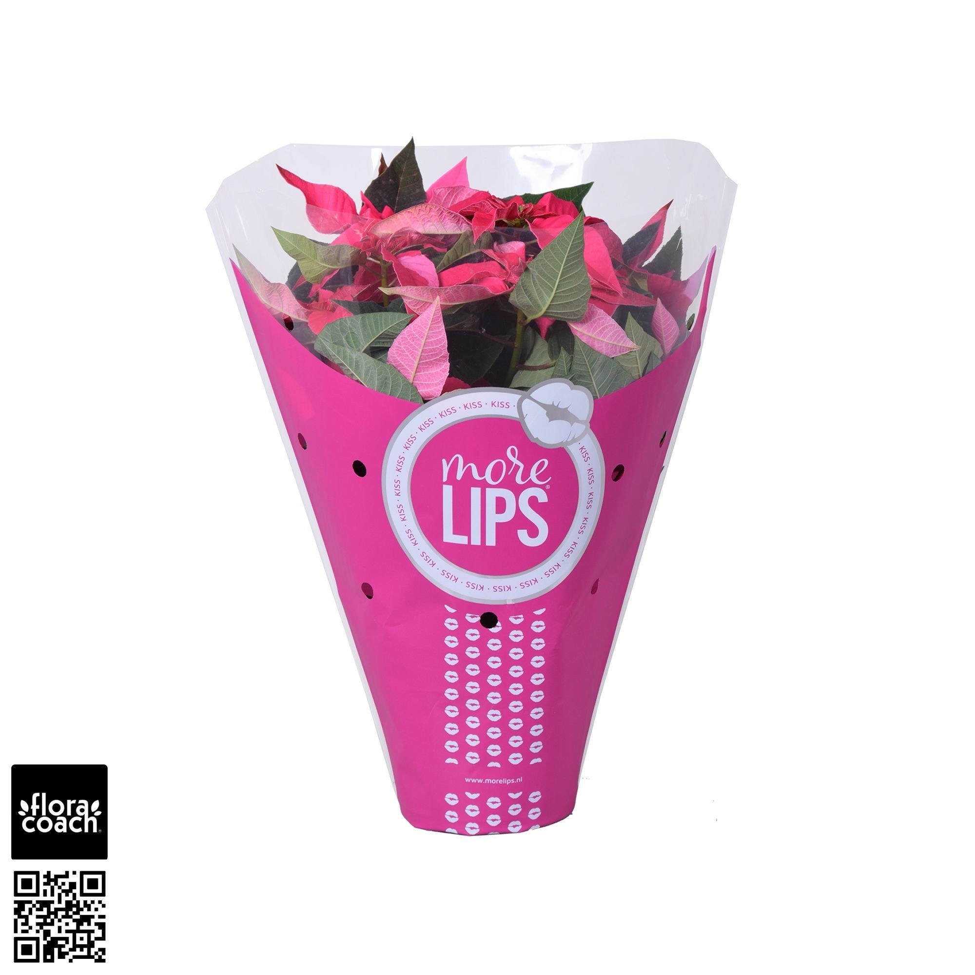 MoreLIPS® Euphorbia Princettia 'Hot Pink', D 14