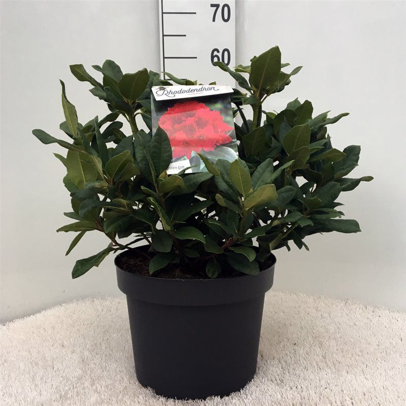 Rhodo. 'Lord Roberts' red, D 29