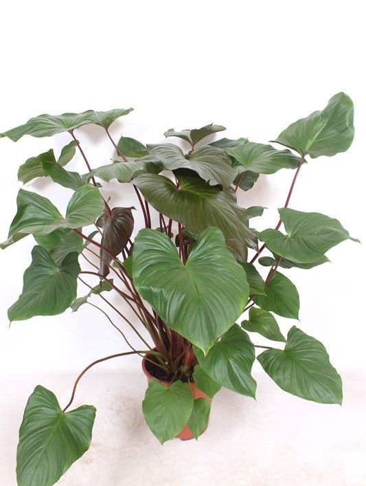 Homalomena rubescens Maggy, D 27