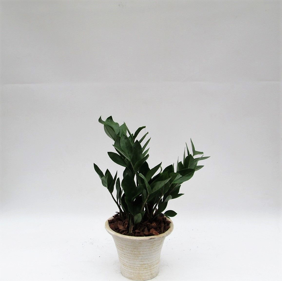 Zamioculcas in hosta small creme, D 20