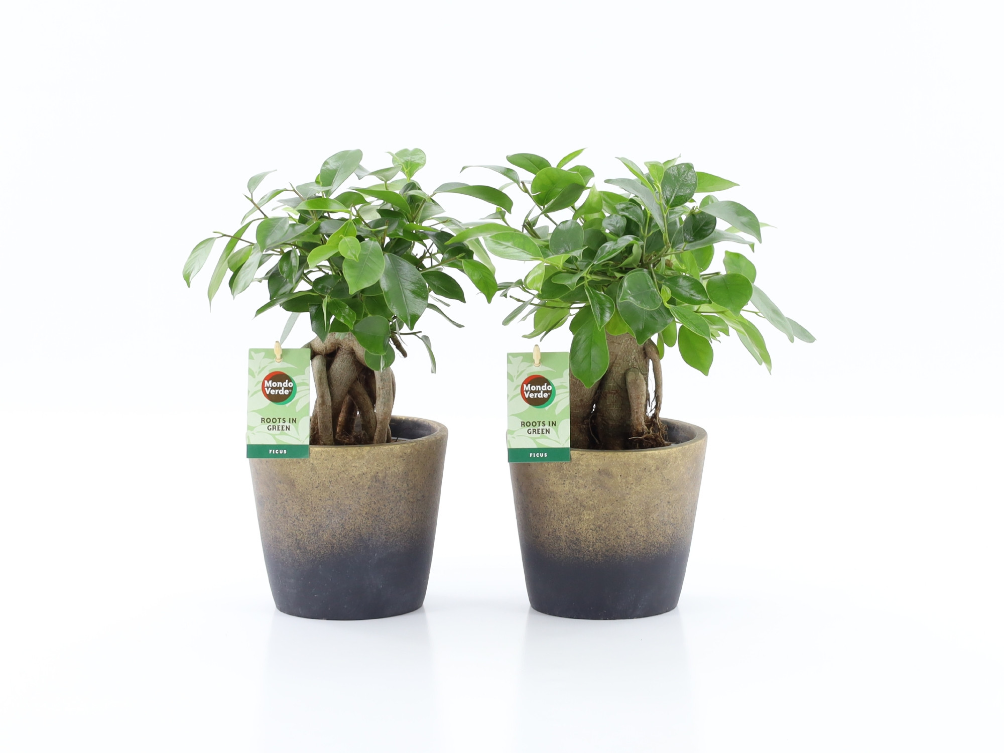 Ficus microcarpa Retusa in Lunar keramiek, D 13