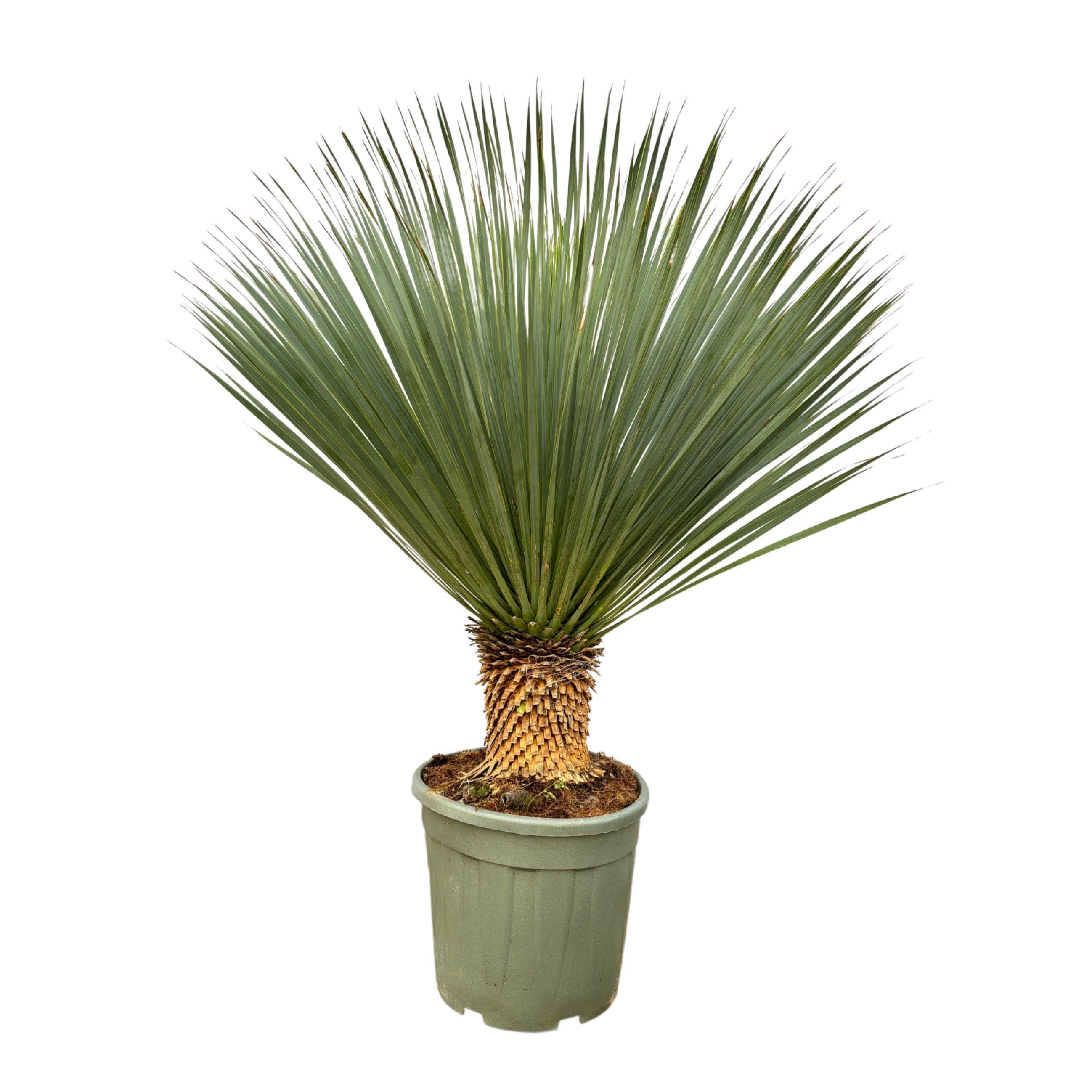 Yucca Rostrata - 110cm, D 40