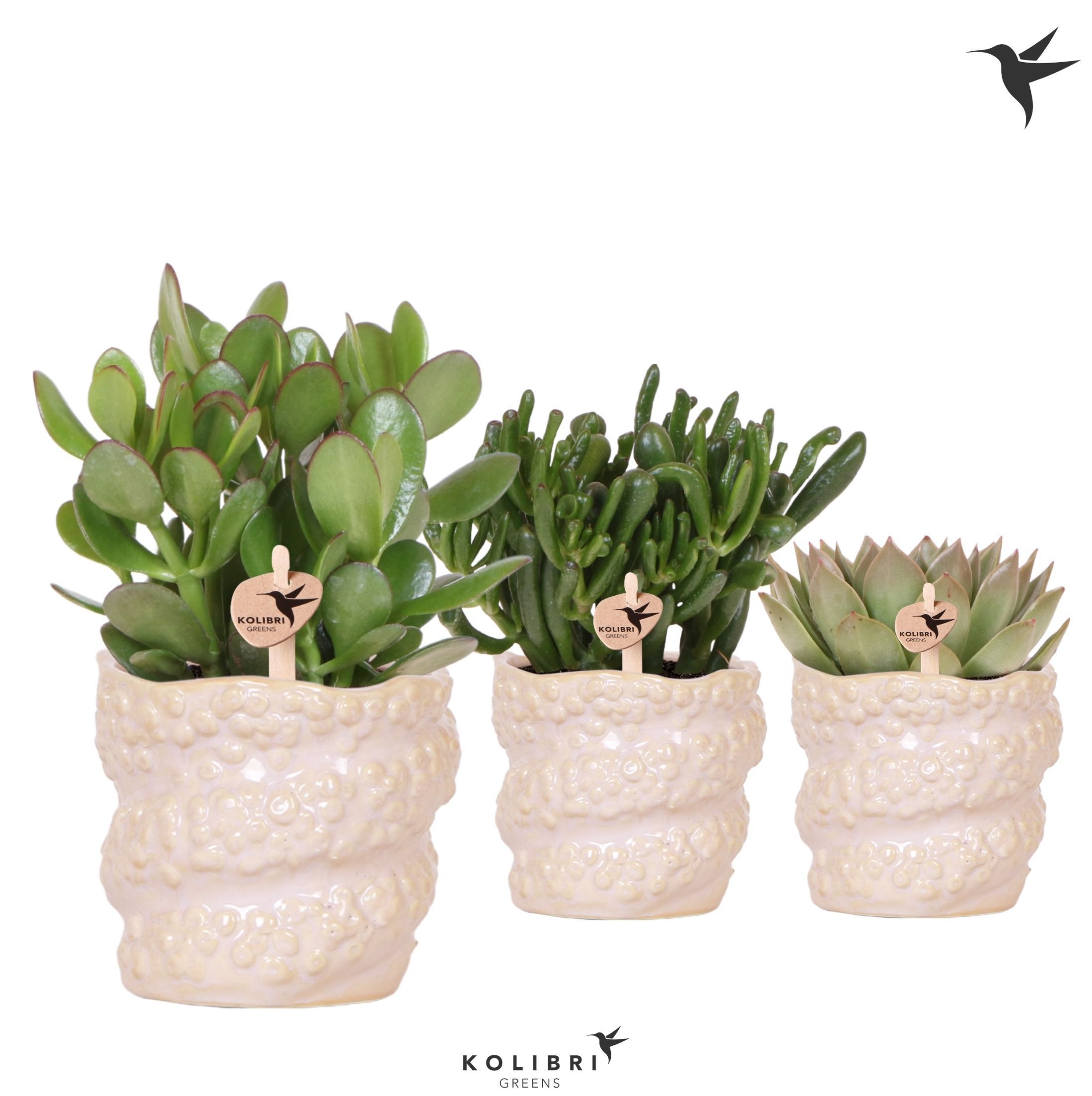 Kolibri Greens Succulenten mix in Octopus pot, D 12
