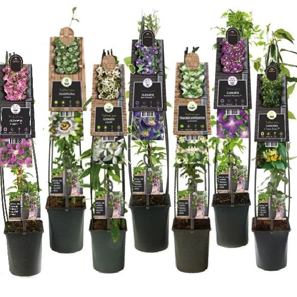 Mixshelf 50% Clematis, 50% Climbers +3.0 label, D 23