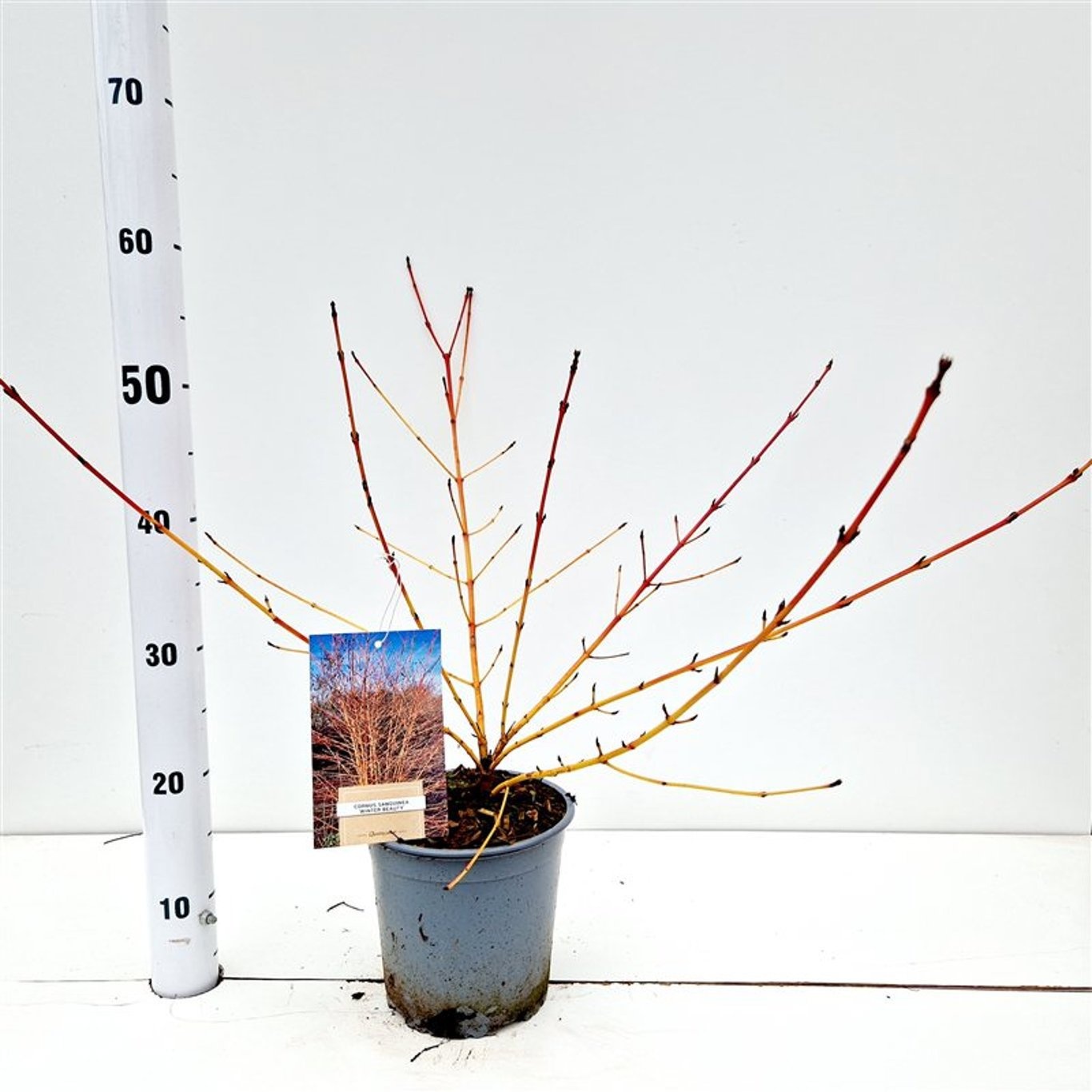 Cornus sanguinea 'Winter Beauty', D 17