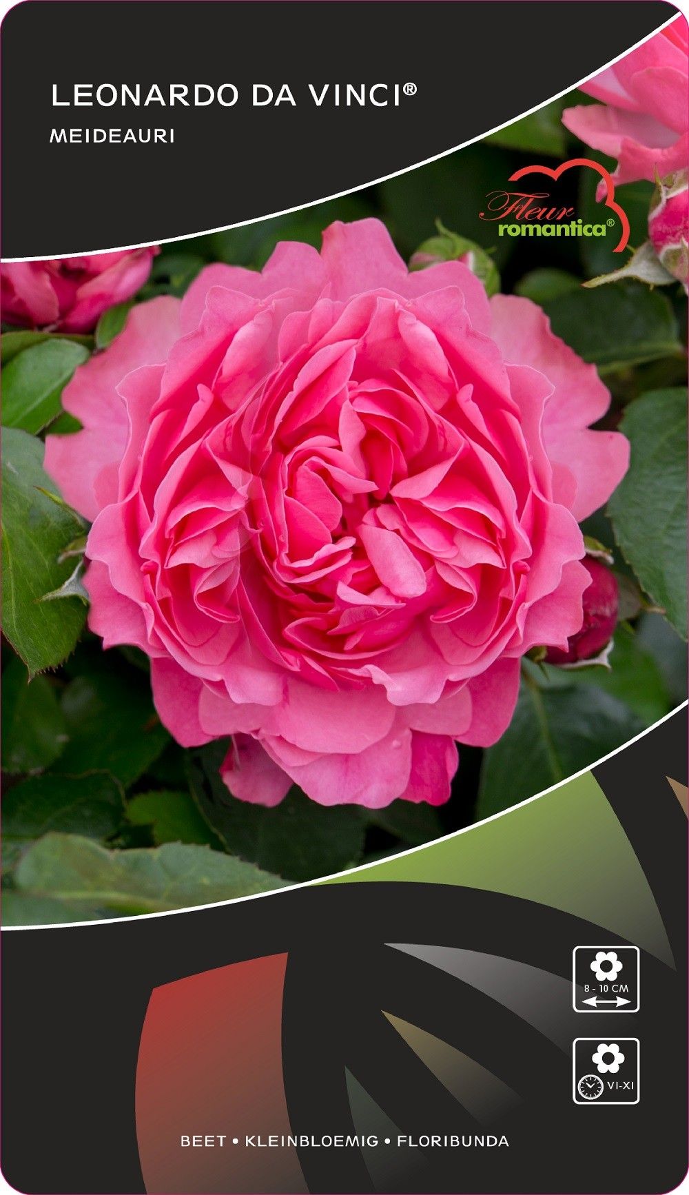 Rosa (F) Leonardo da Vinci®, D 17