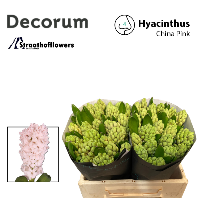 Гиацинт Чайна Пинк, шт.