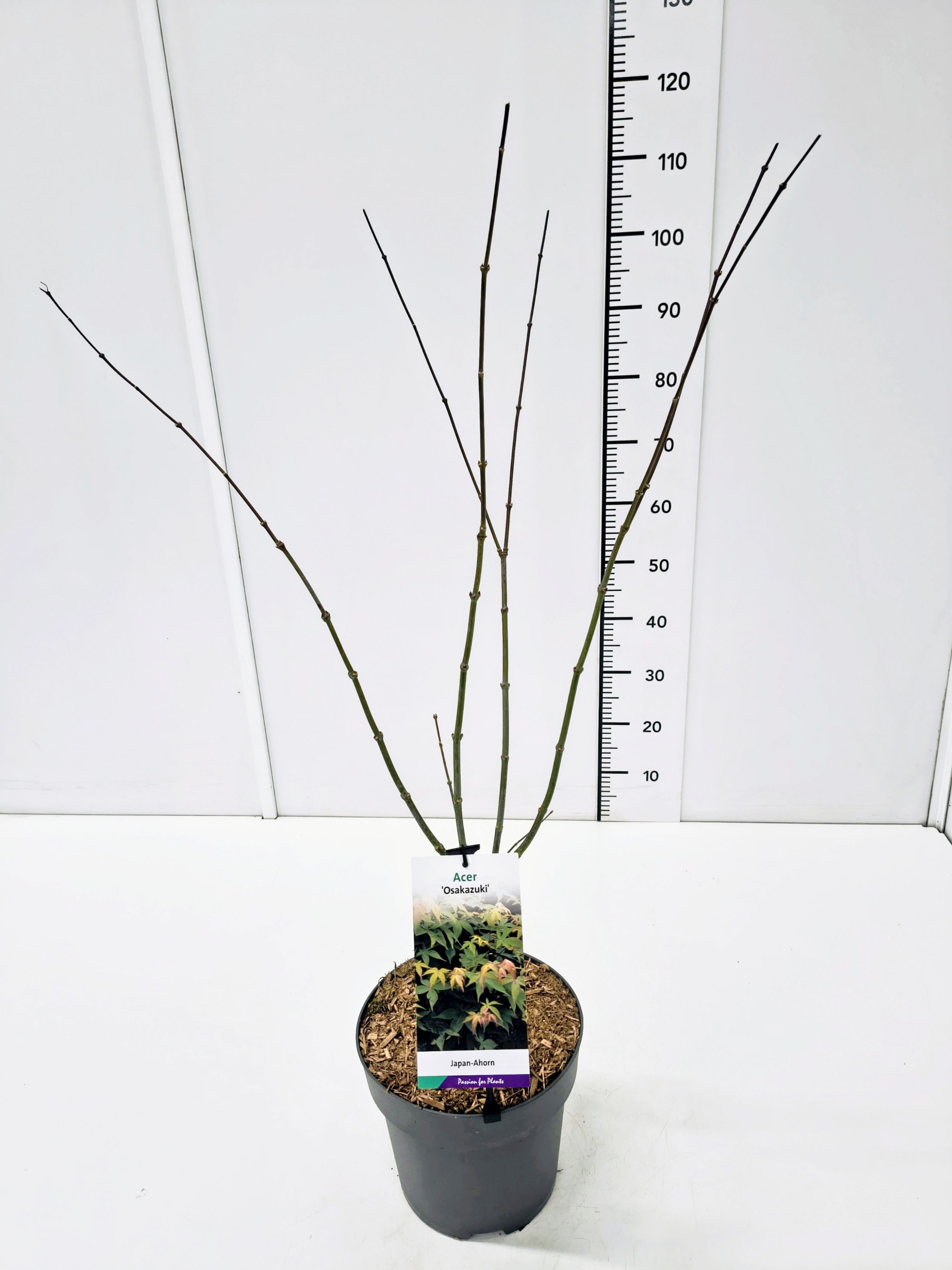 Acer palm. 'Osakazuki' 60-80C7, D 25