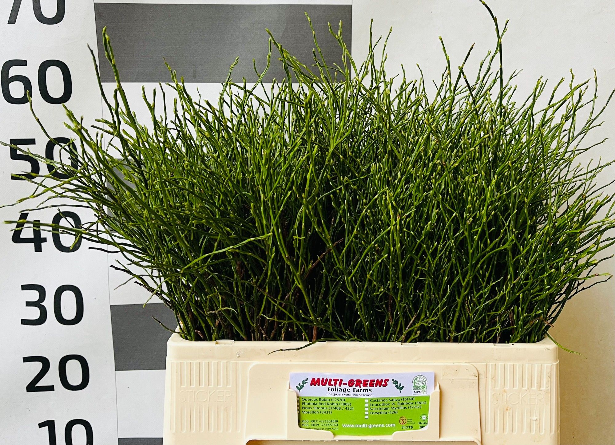 Вациниум Хаклберри за пучок 55, пуч.