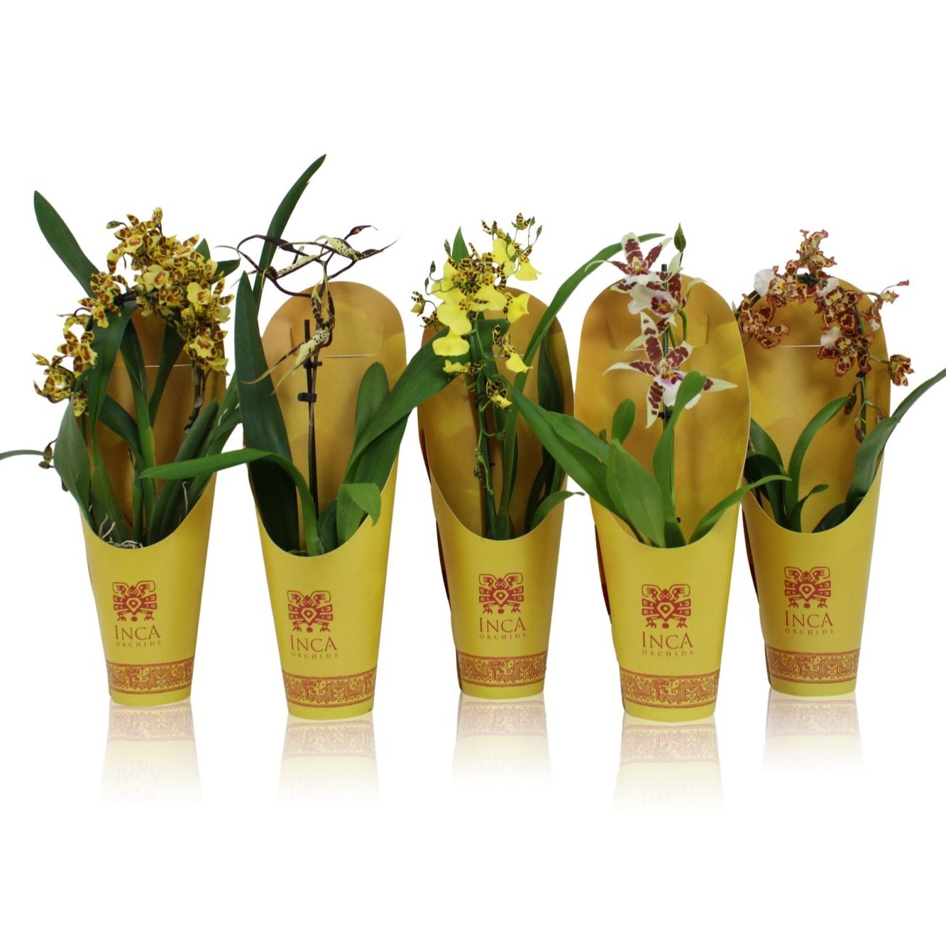 Inca Orchid Sunny Glow mix 1 spike incl. cascade 9 cm in luxury cover, D 9