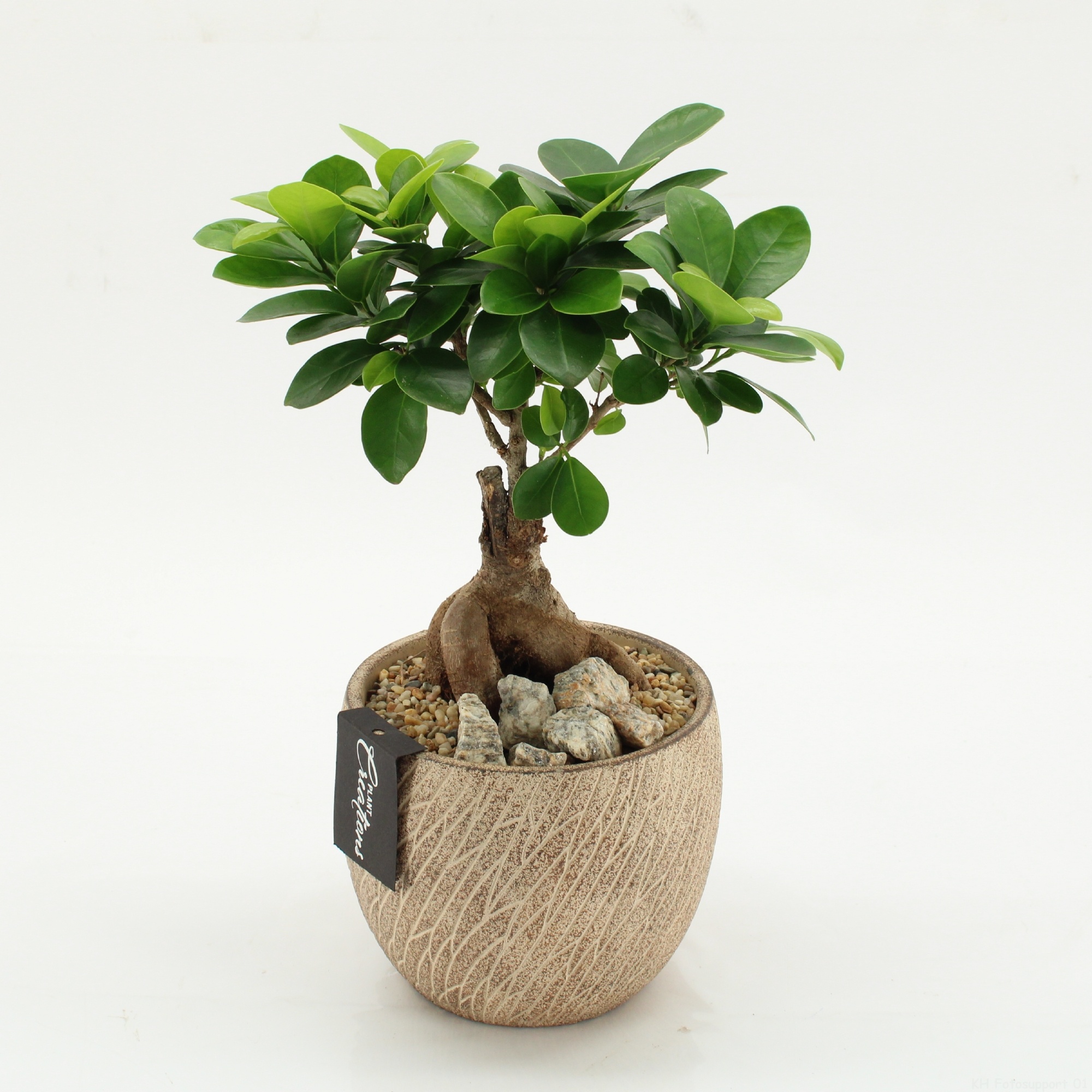 GRCR-2625 Green Essentials, D 14